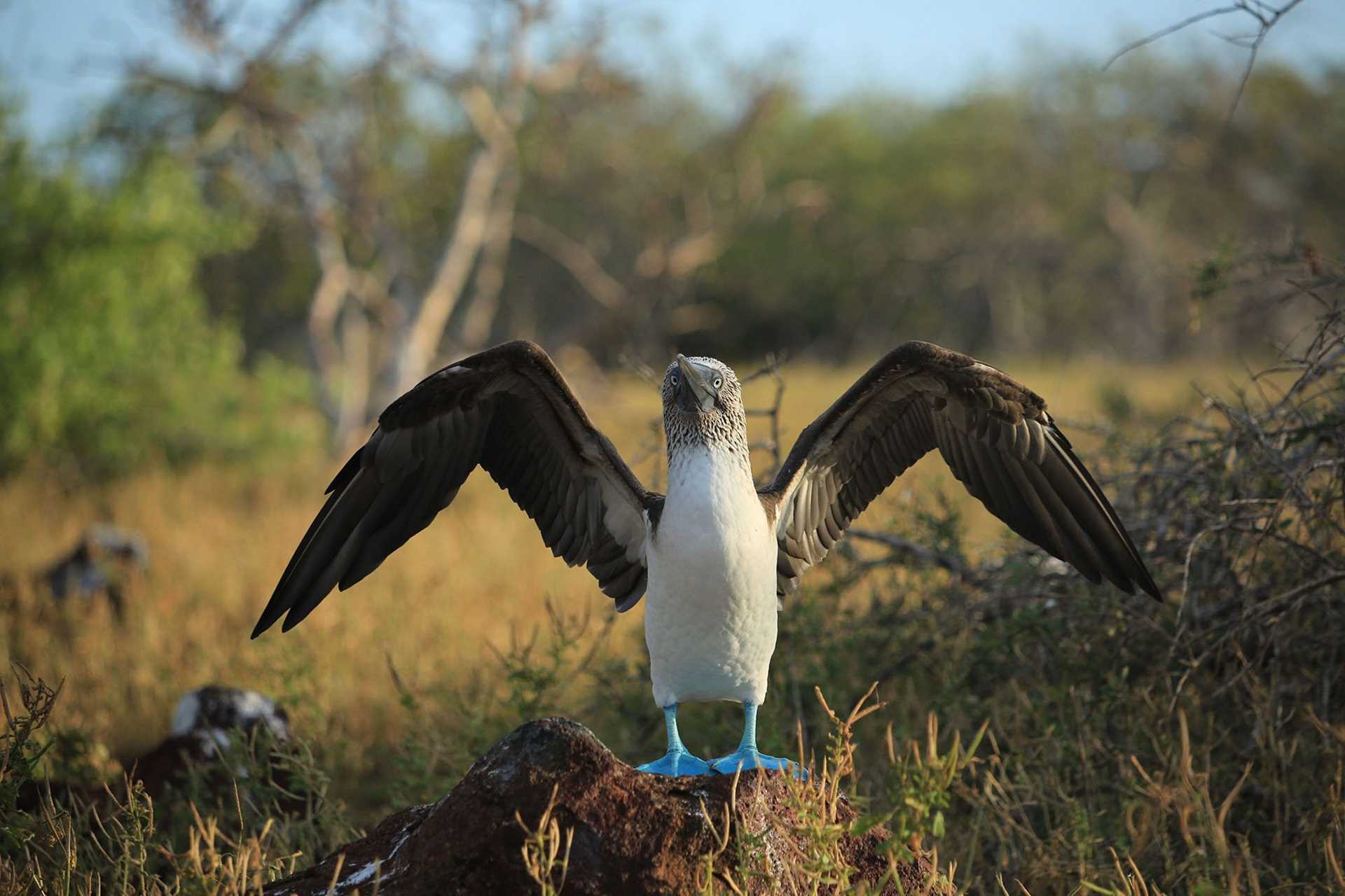 blue-footed booby with wings spread