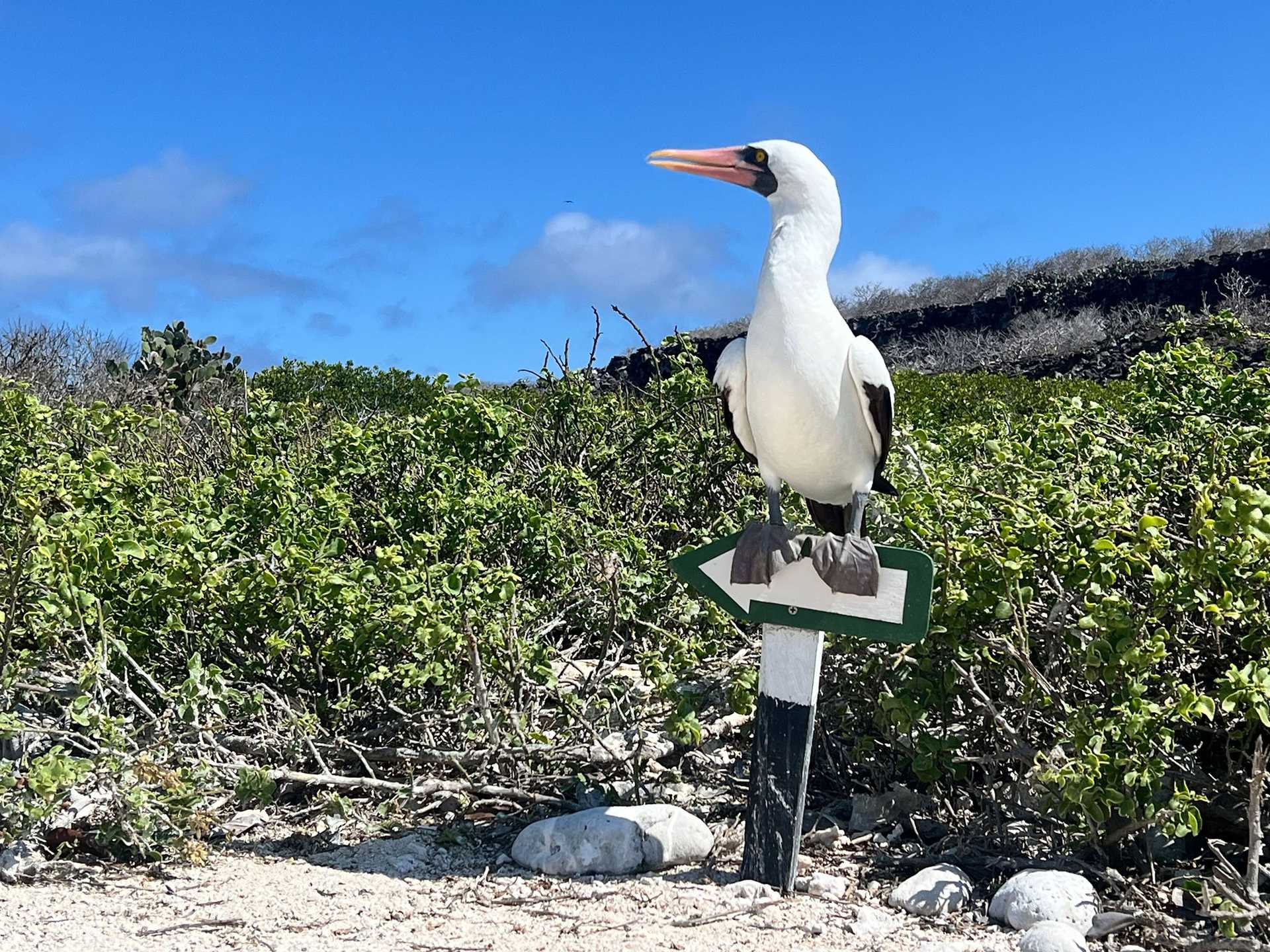 nazca booby