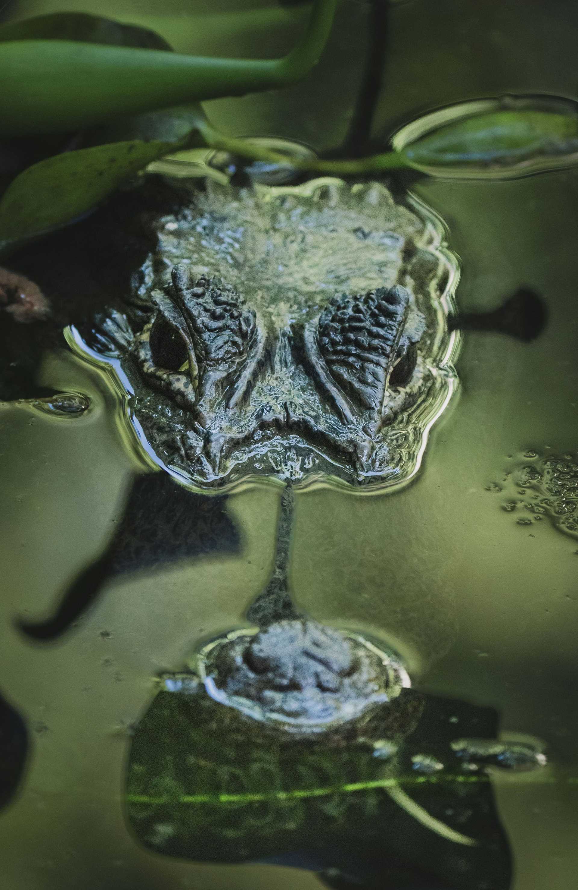 caiman snout poking out of water
