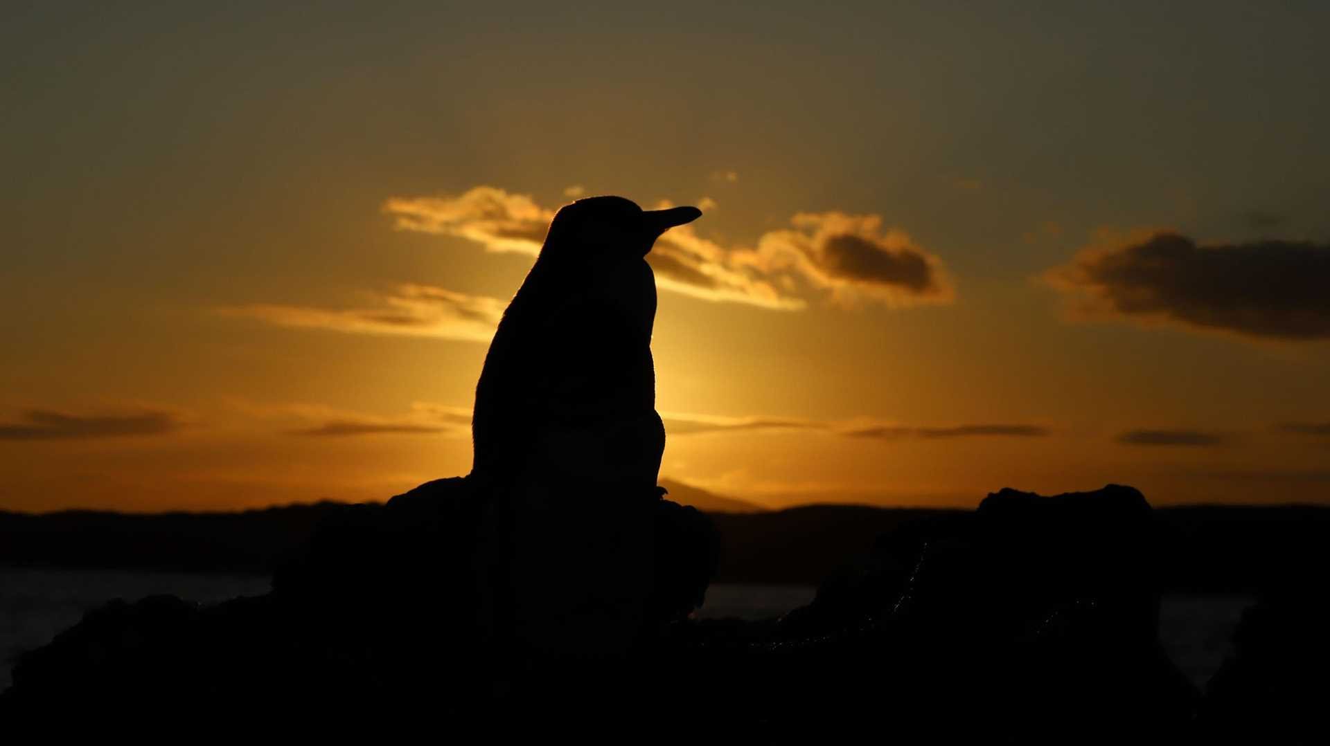 a silhouette of a galapagos penguin at sunset