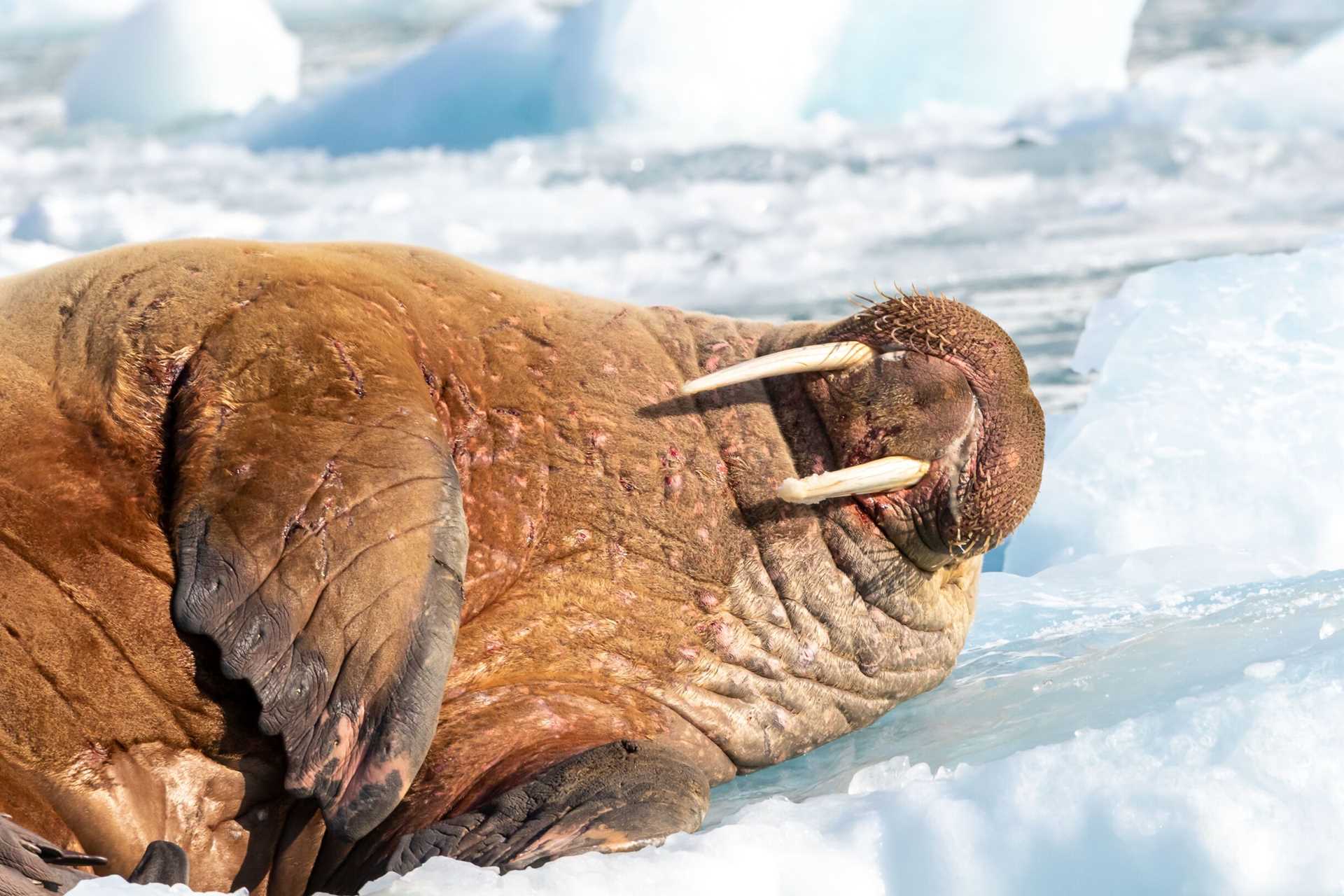 lounging walrus