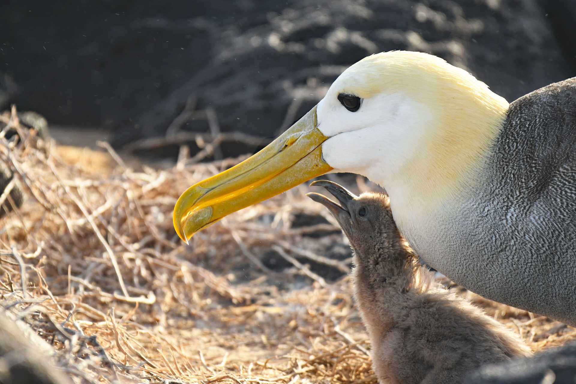 waved albatross adult and chick