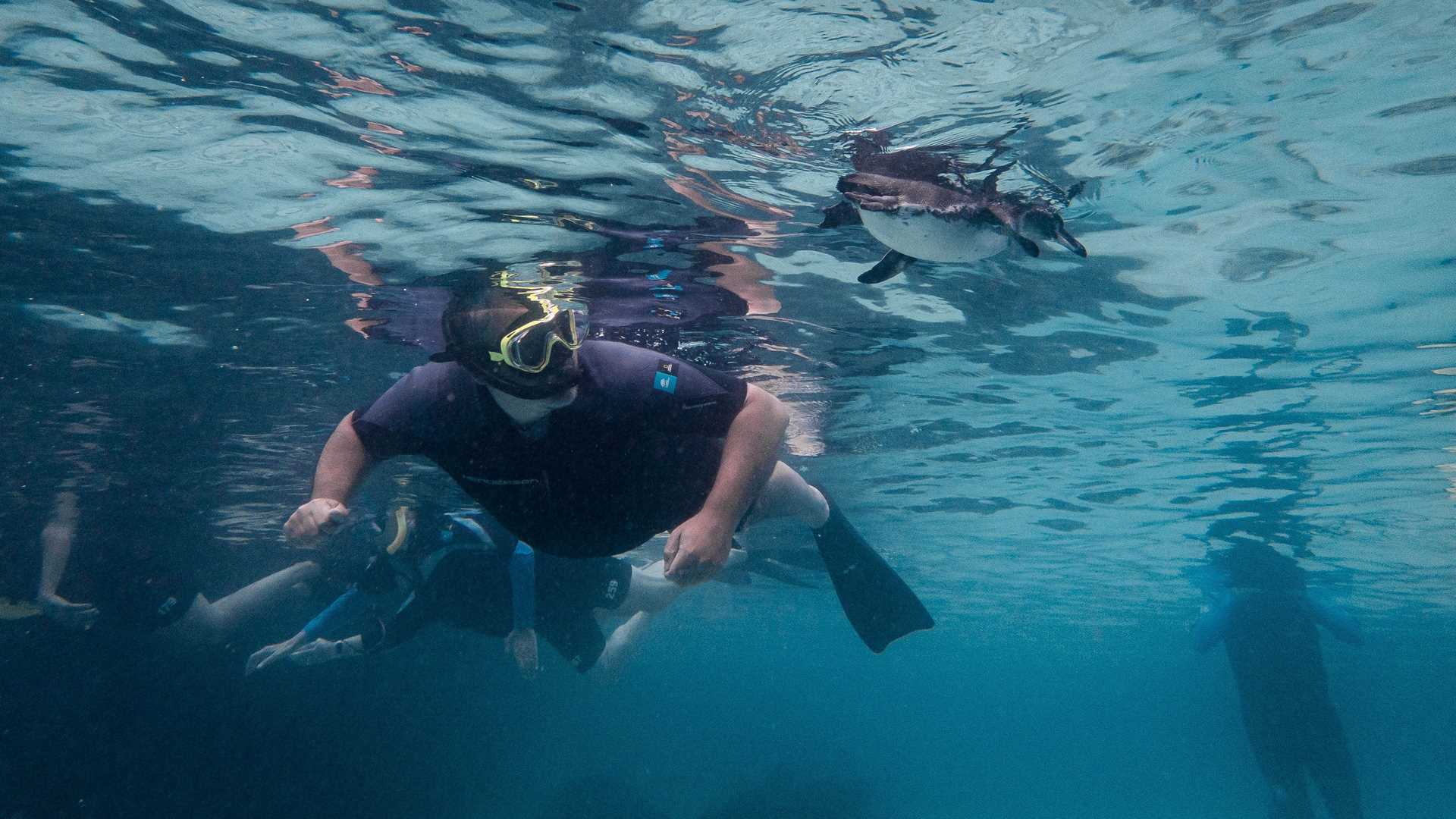 snorkeling with penguins