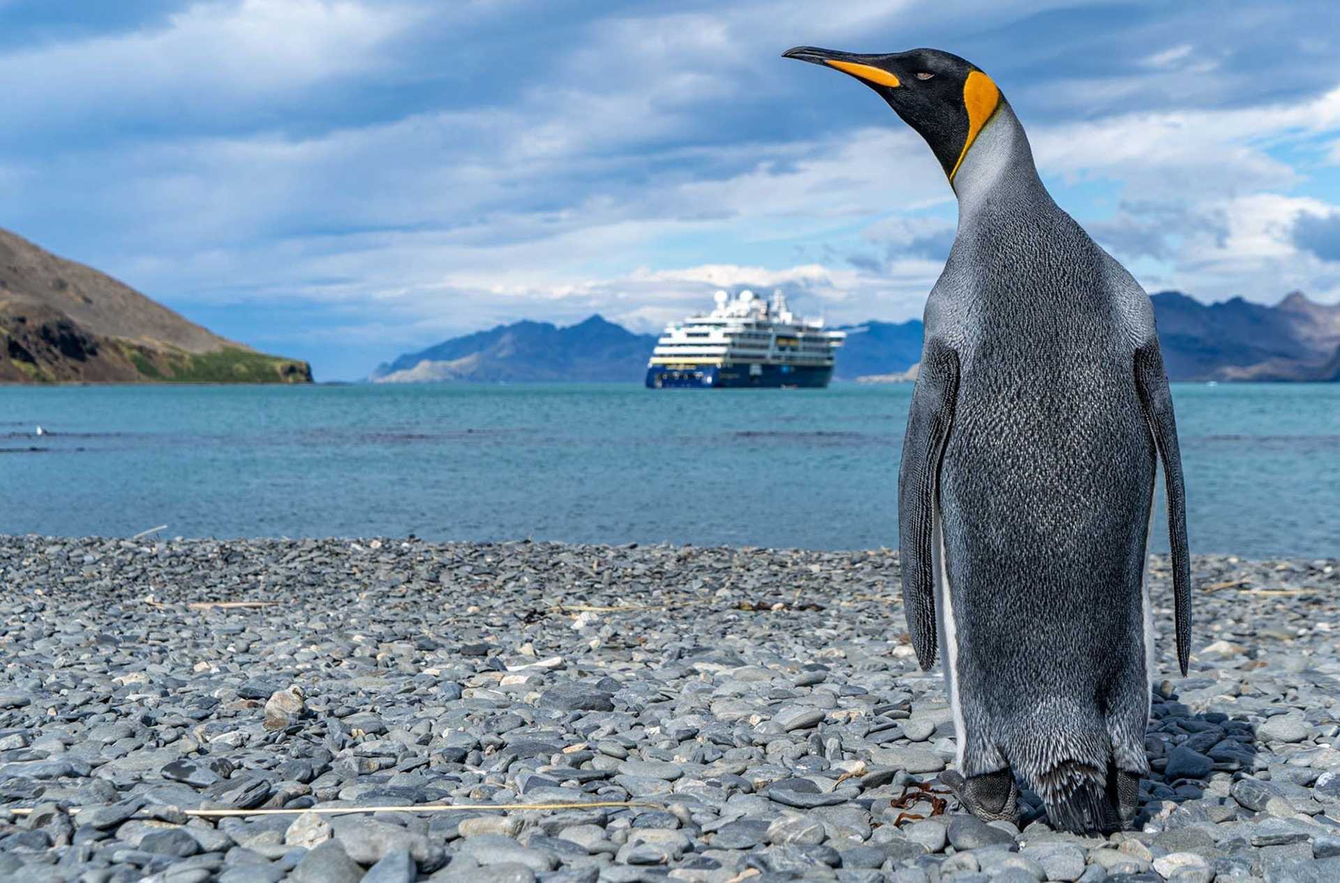 king penguin with ship in background