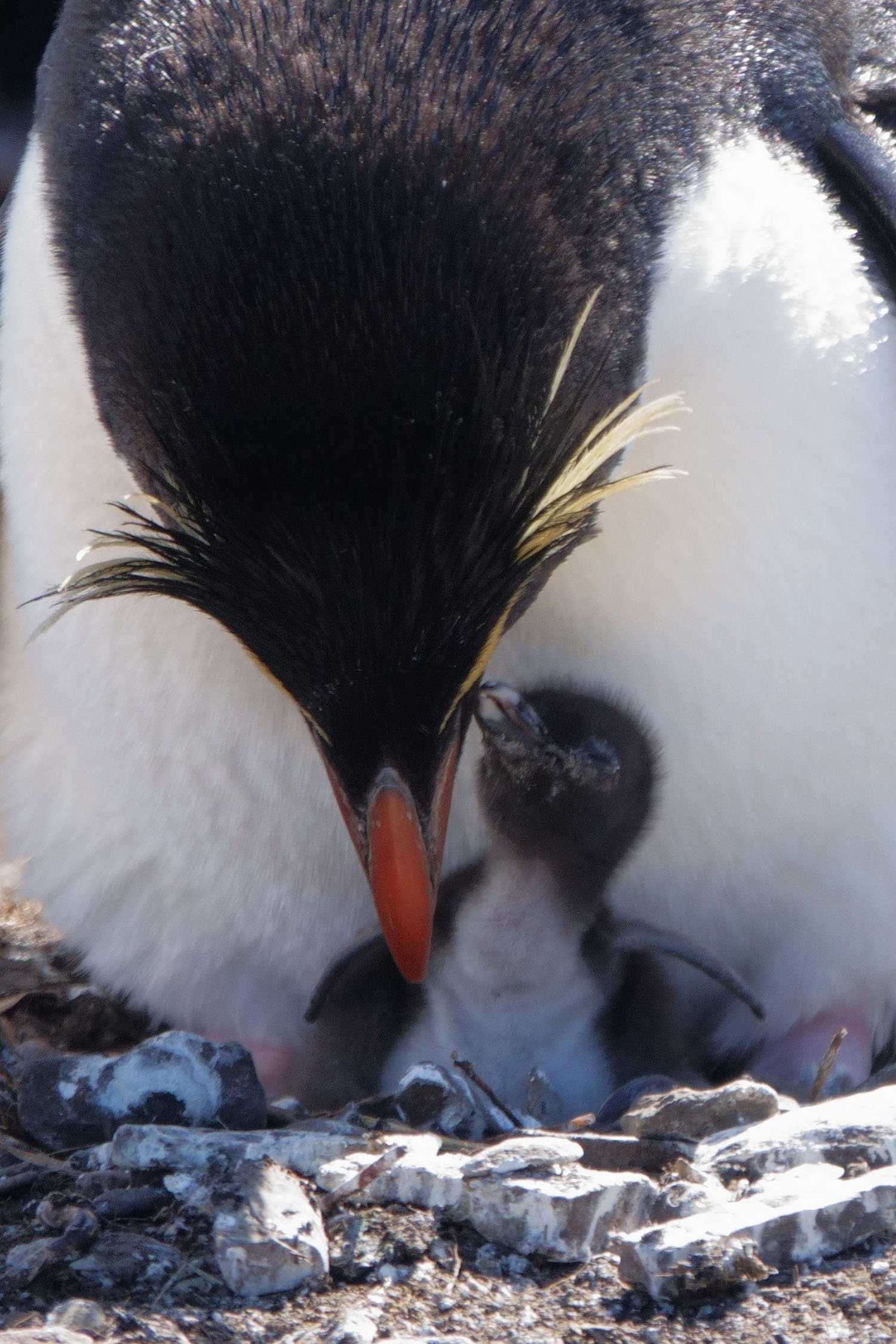 penguin and chick
