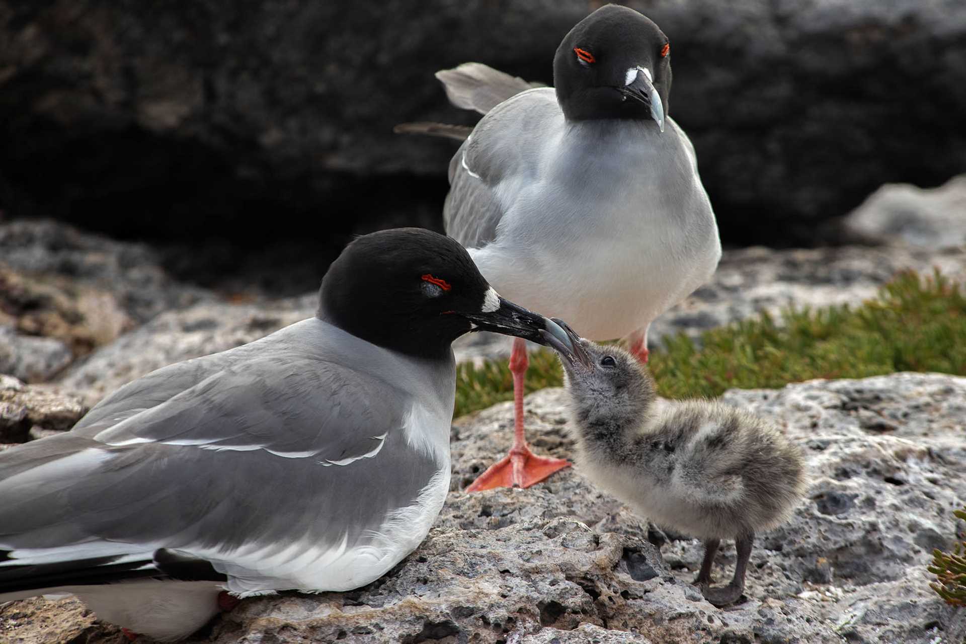 swallow-tailed gulls