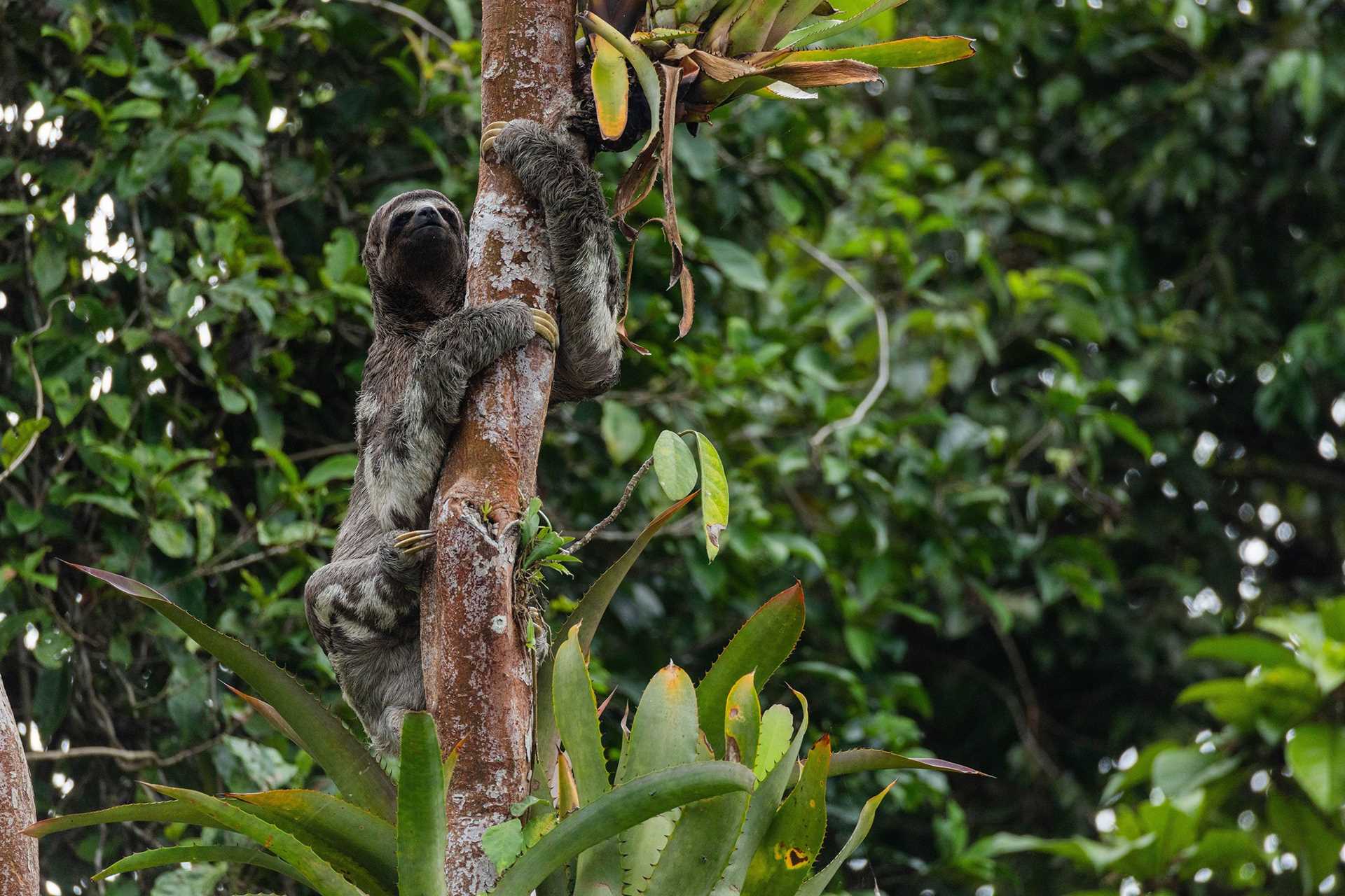 three-toed sloth in a tree