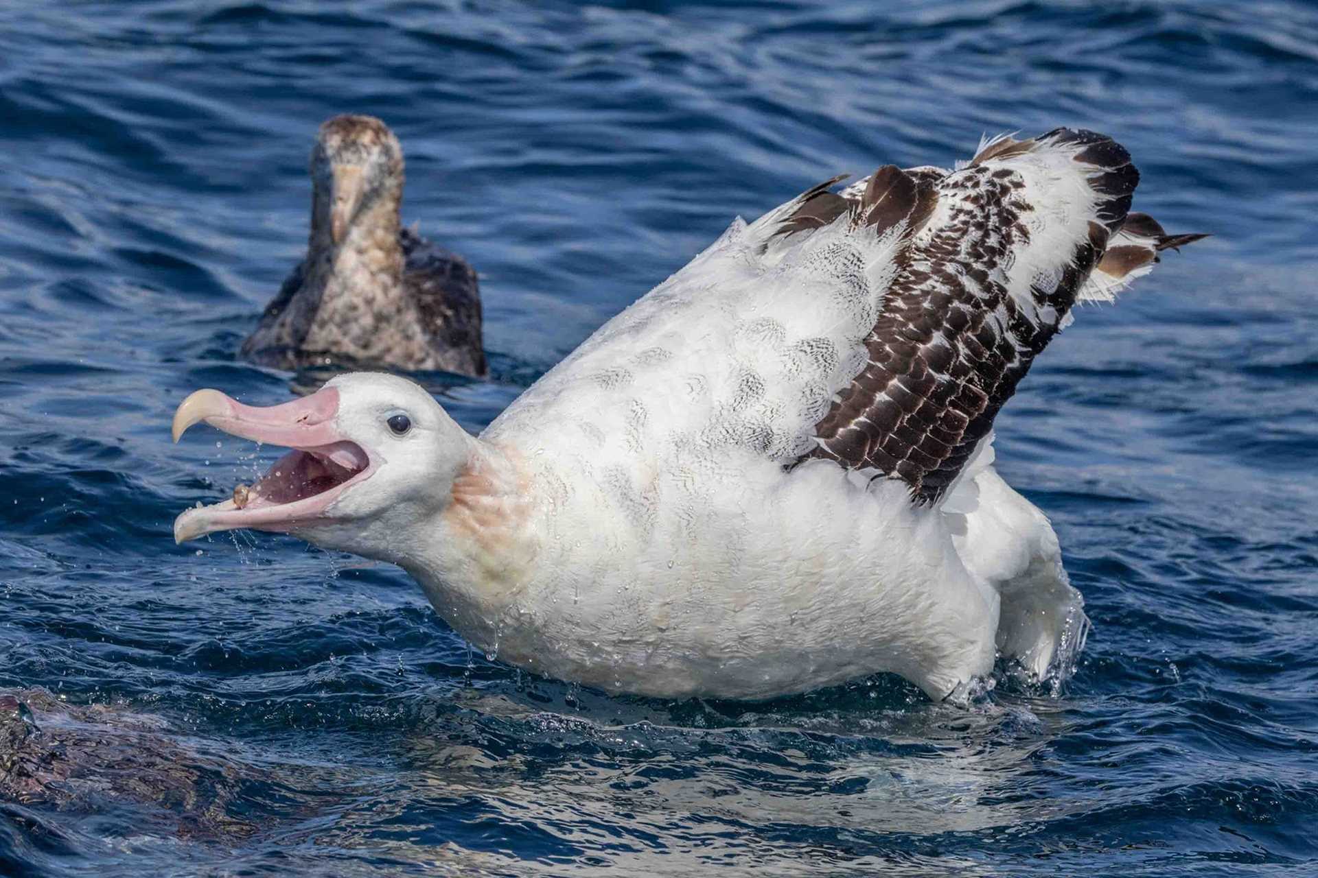 albatross