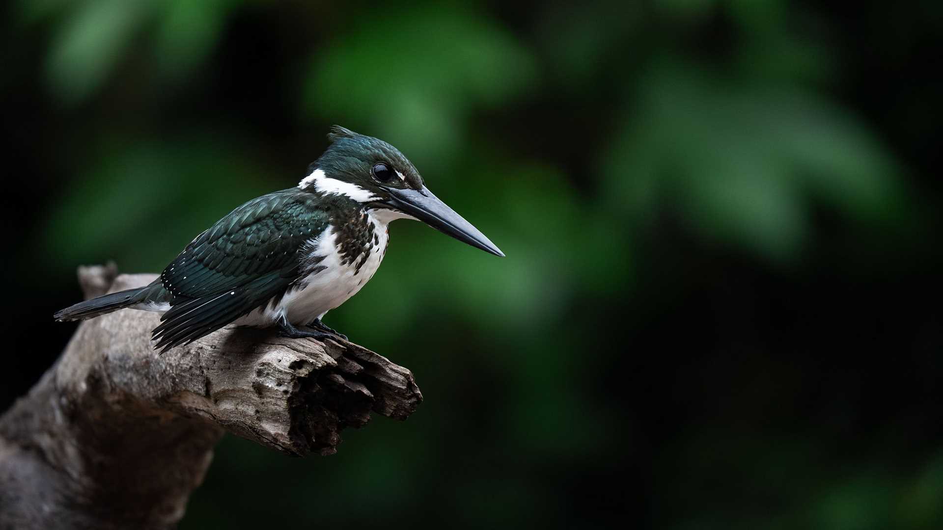 amazon kingfisher