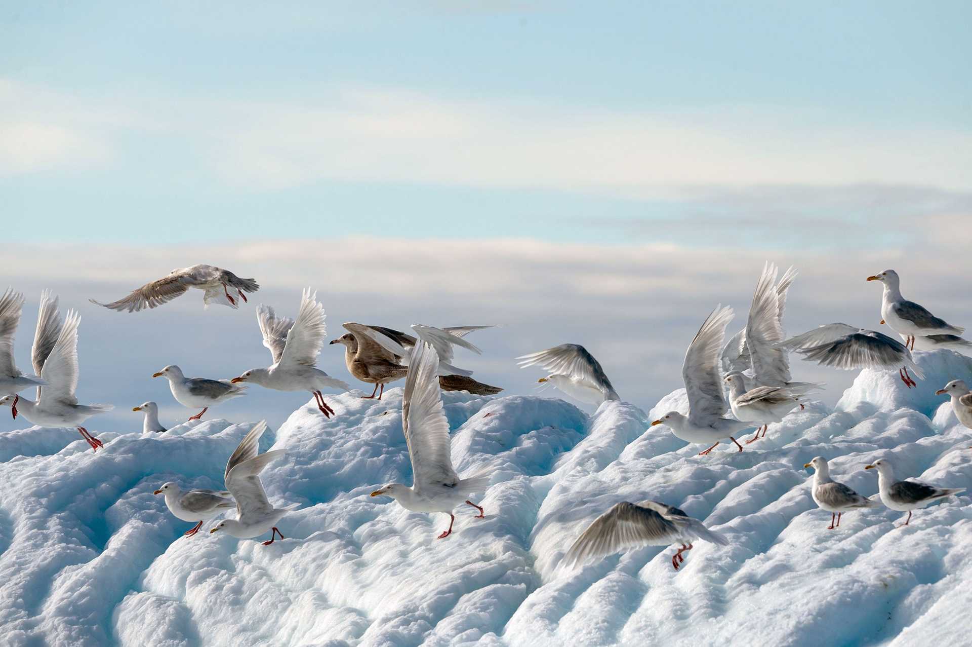 glacous gulls