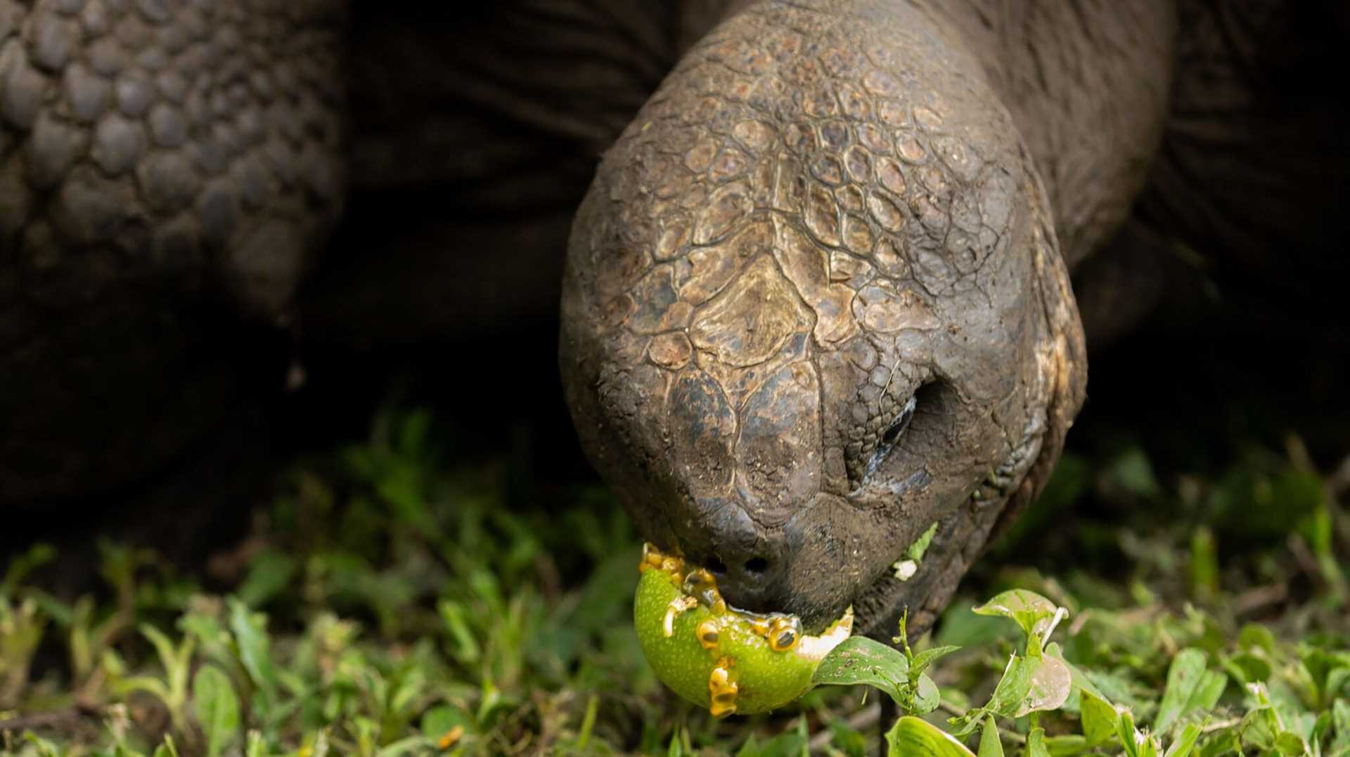 tortoise eating passion fruit