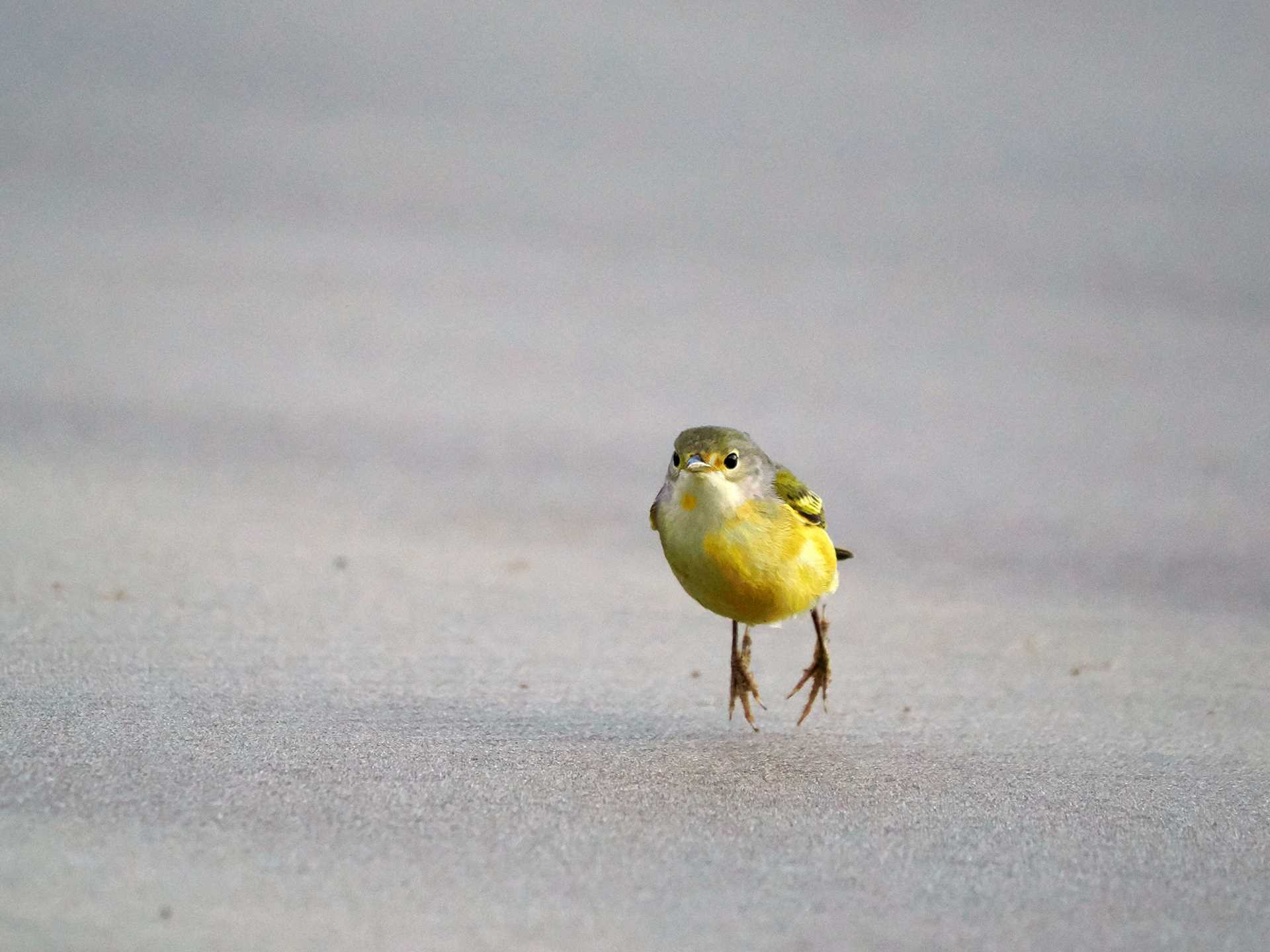 galapagos yellow warbler