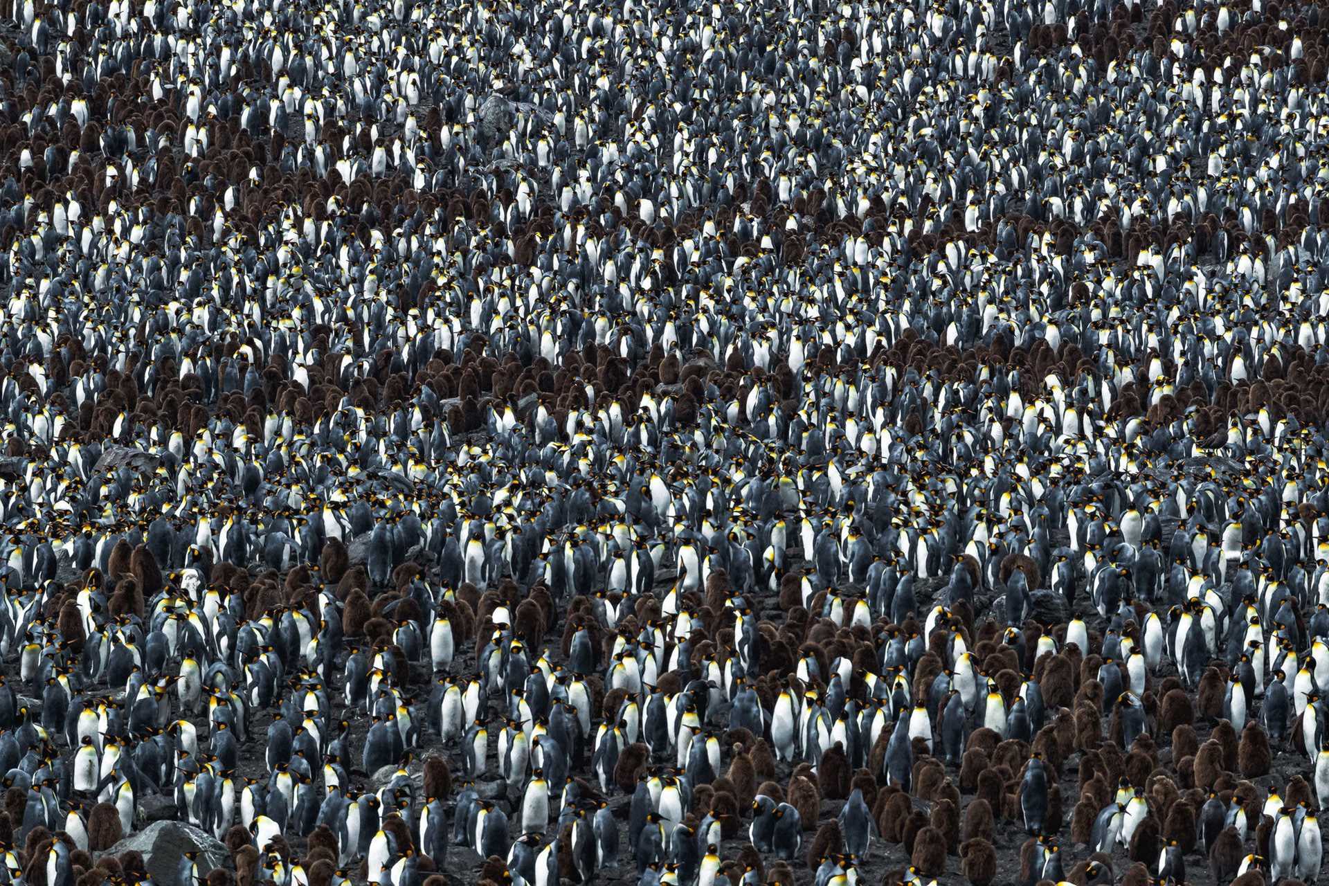 thousands of penguins