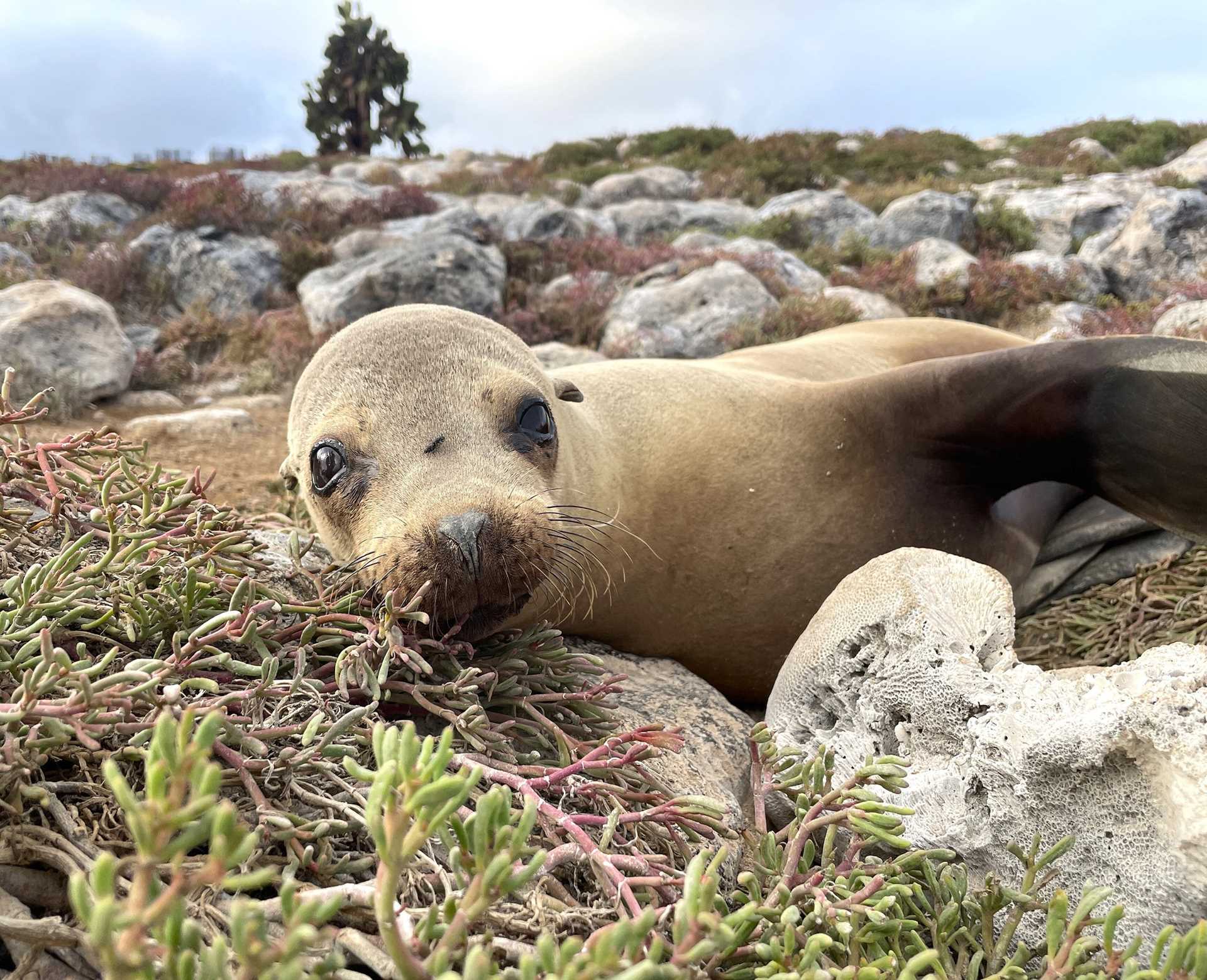 sea lion pup