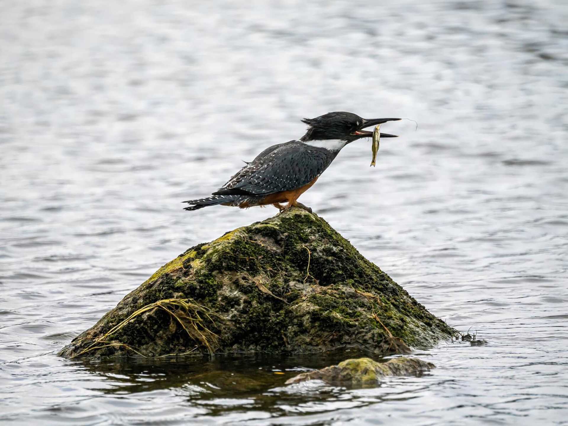 small brown bird eating a fish