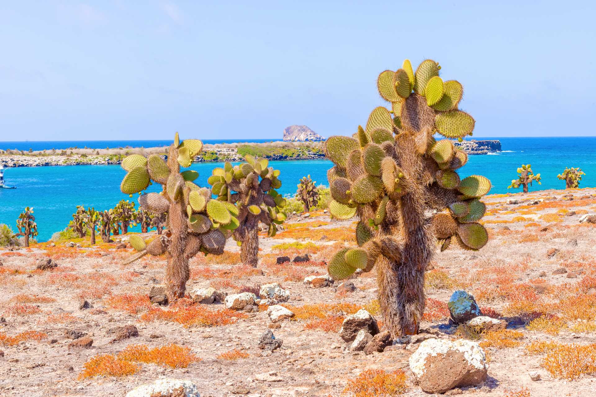 Field of cacti near the shores of Santa Fé Island, Galápagos