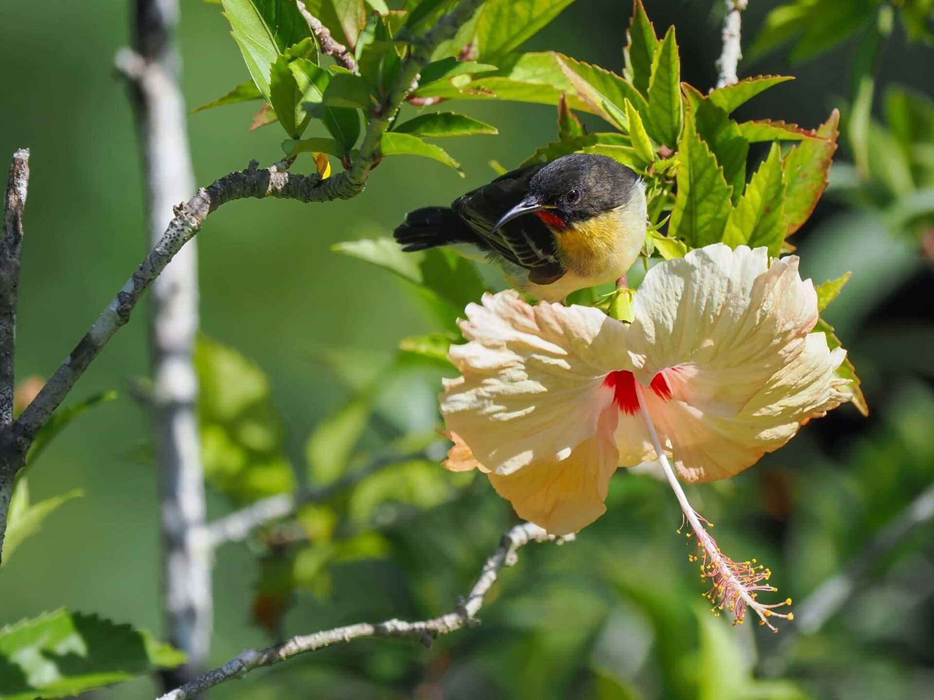 a colorful bird on a yellow flower