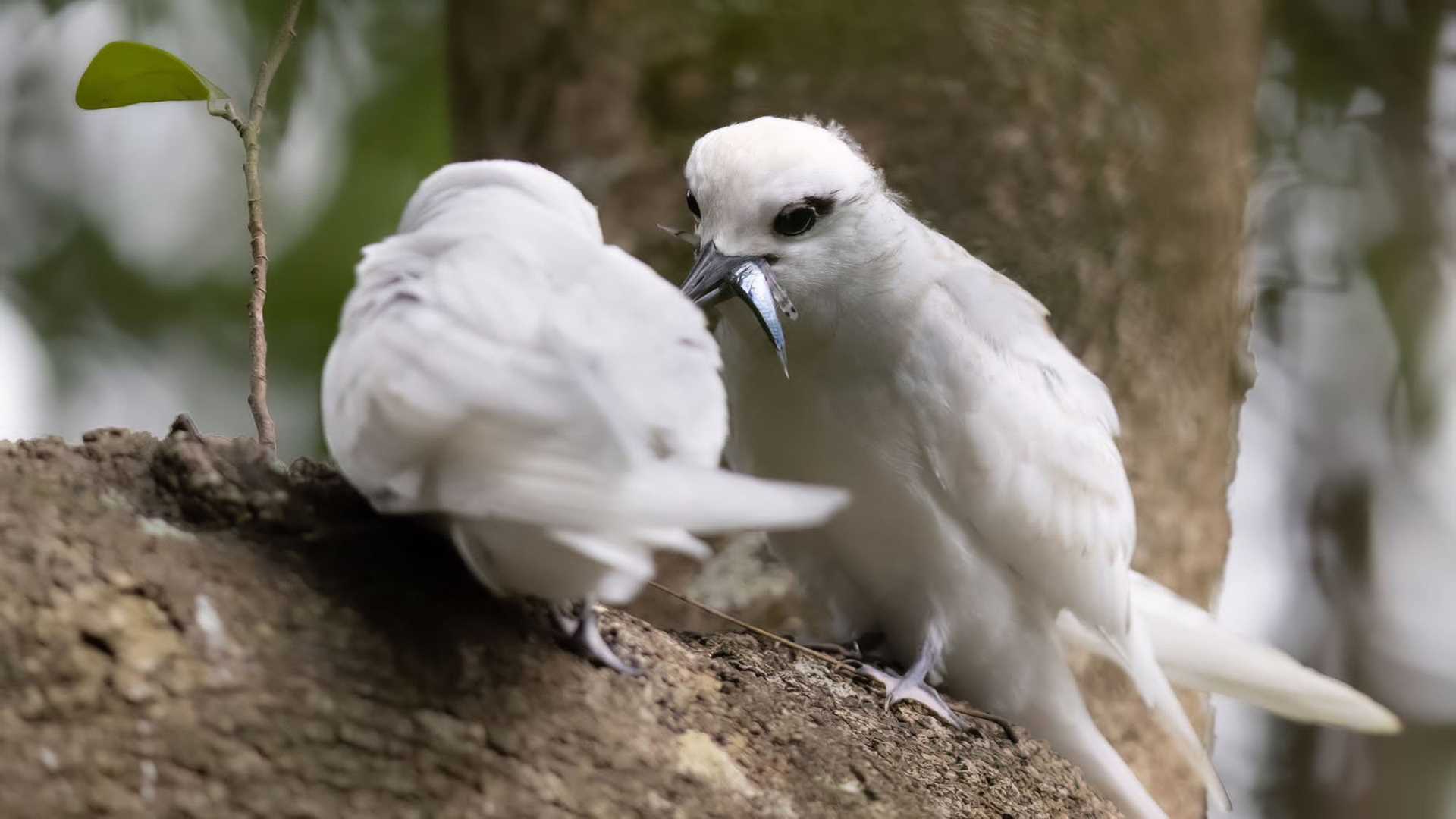 two white birds sharing a fish