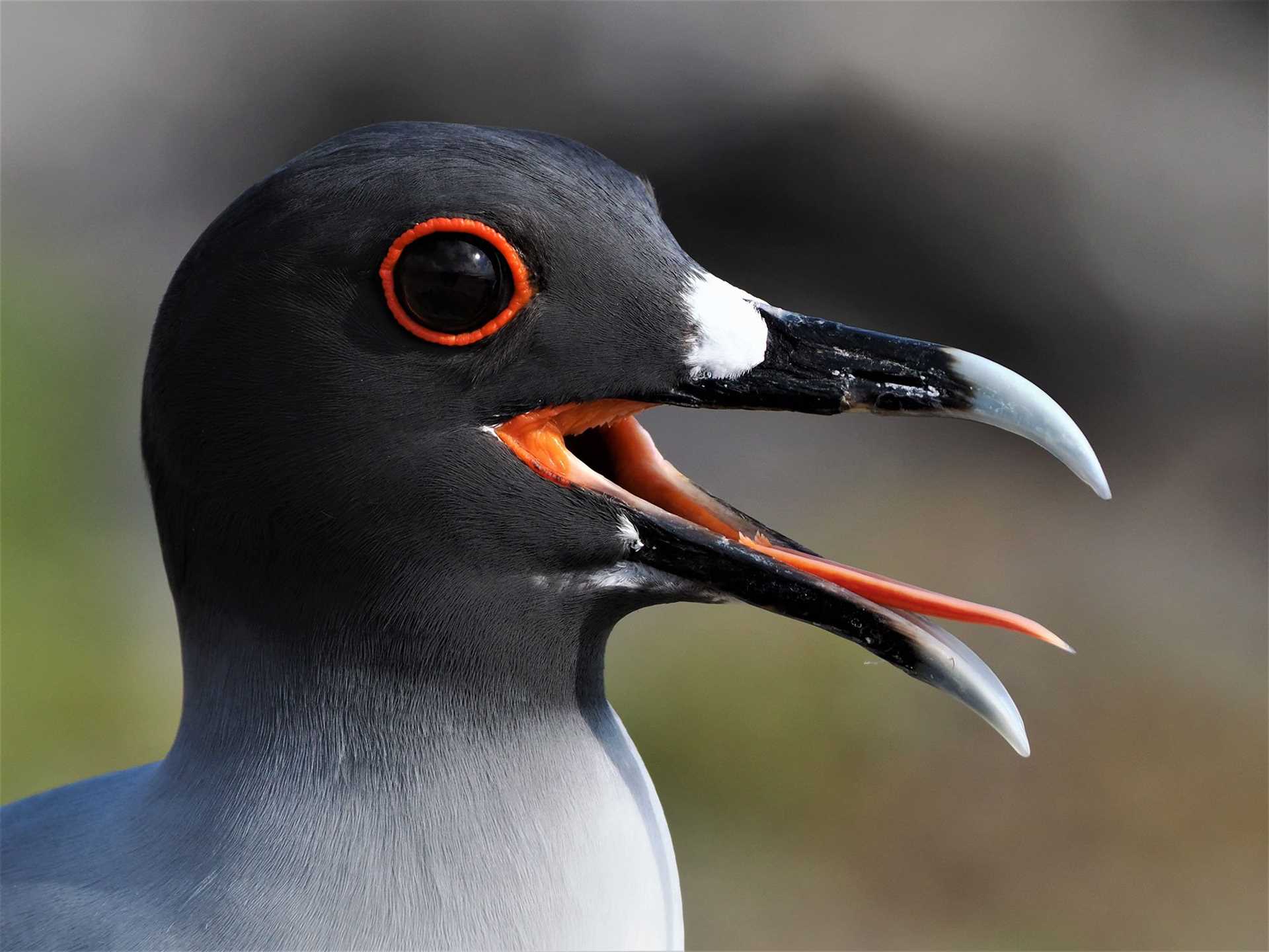 close-up of swallow-tailed gull's head
