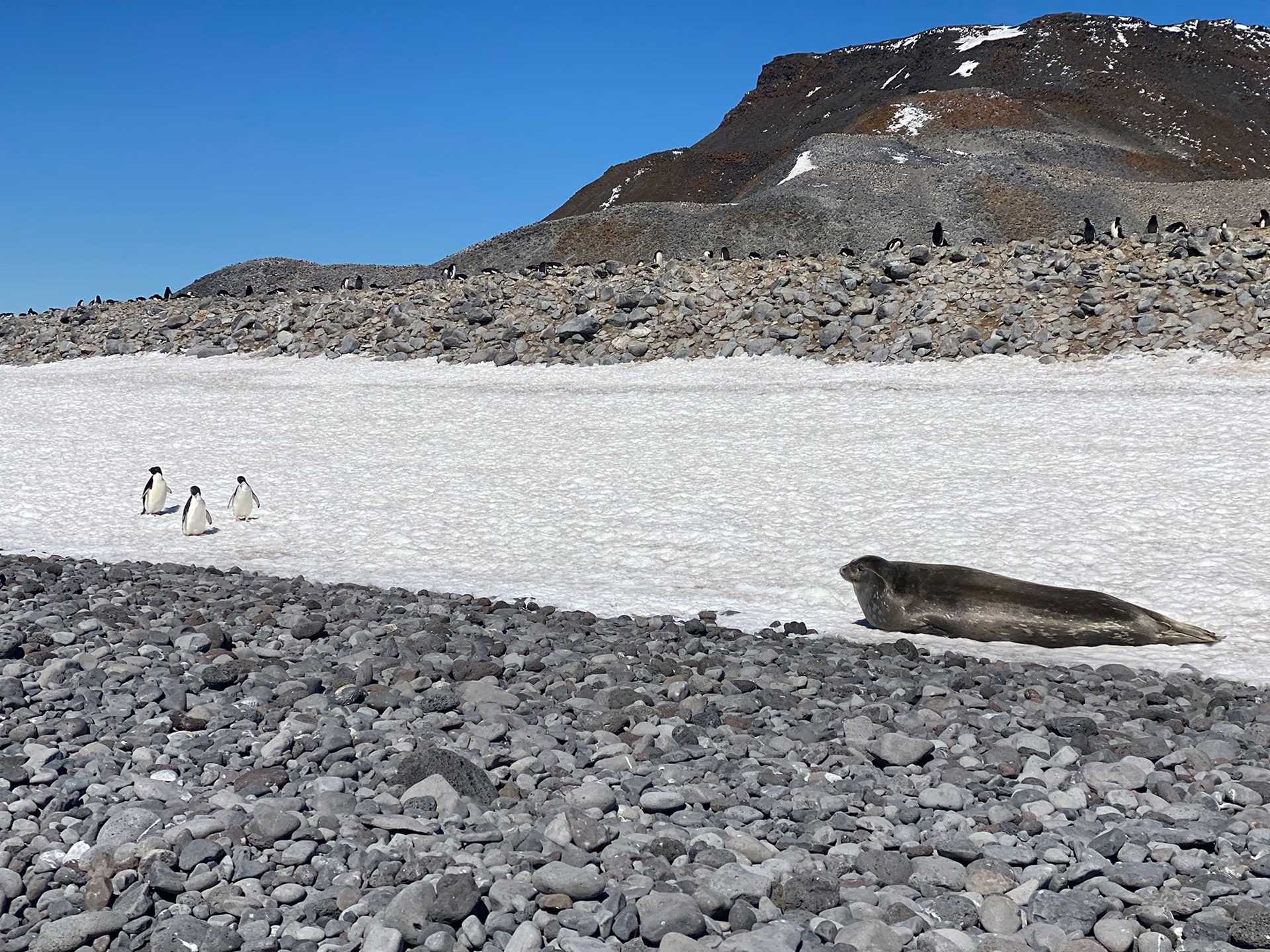 three penguins and a seal