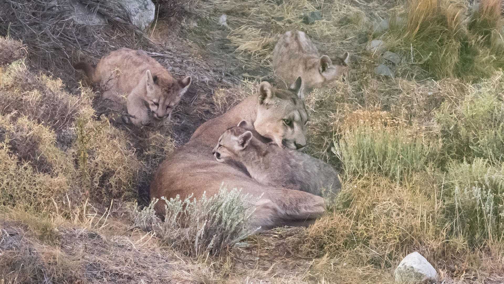 puma and cubs