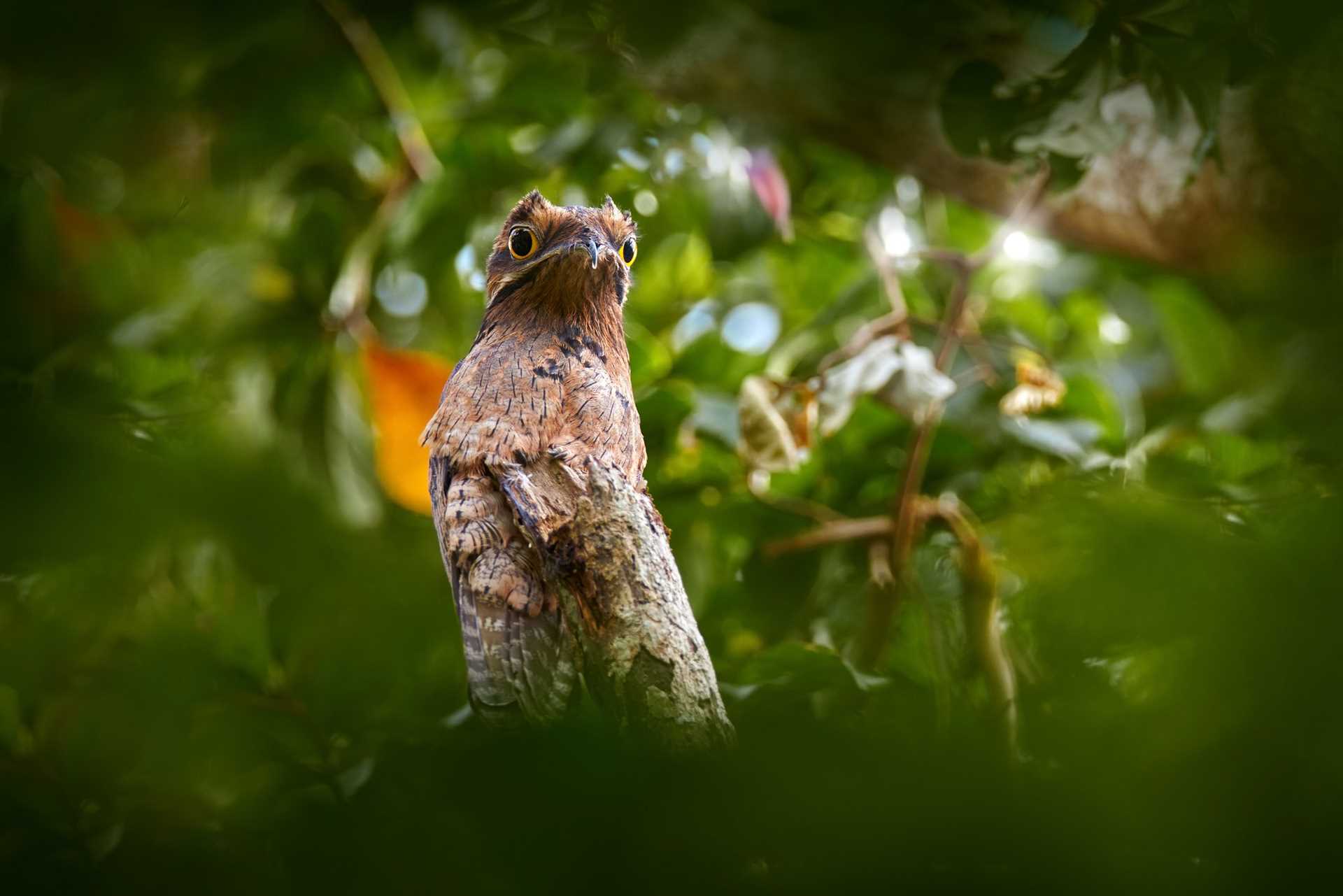 Common Potoo, Nyctibius griseus, hidden on the tree trunk.