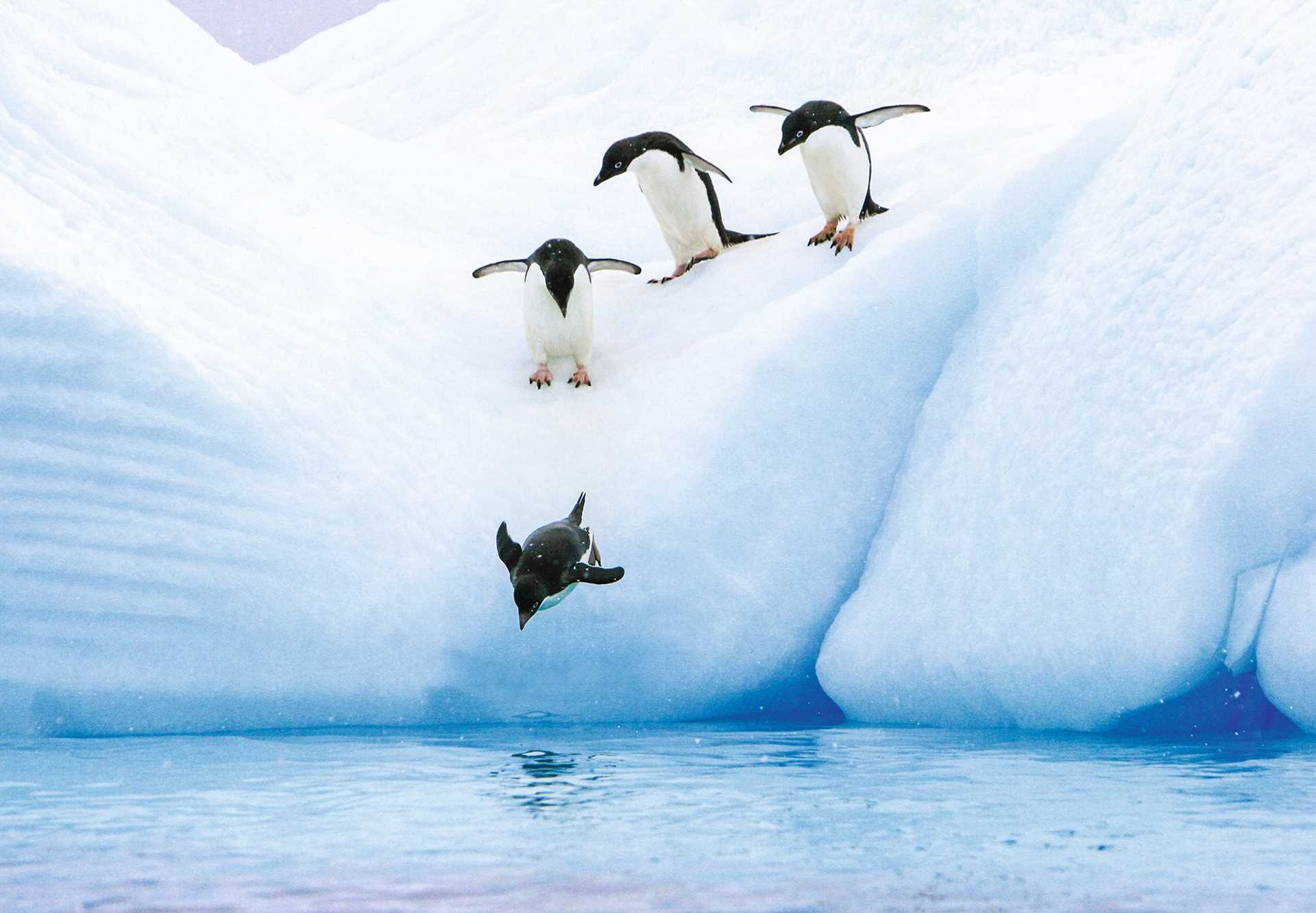 02_Large RGB-LEX-Antarctica Paulet Island AA643.jpg