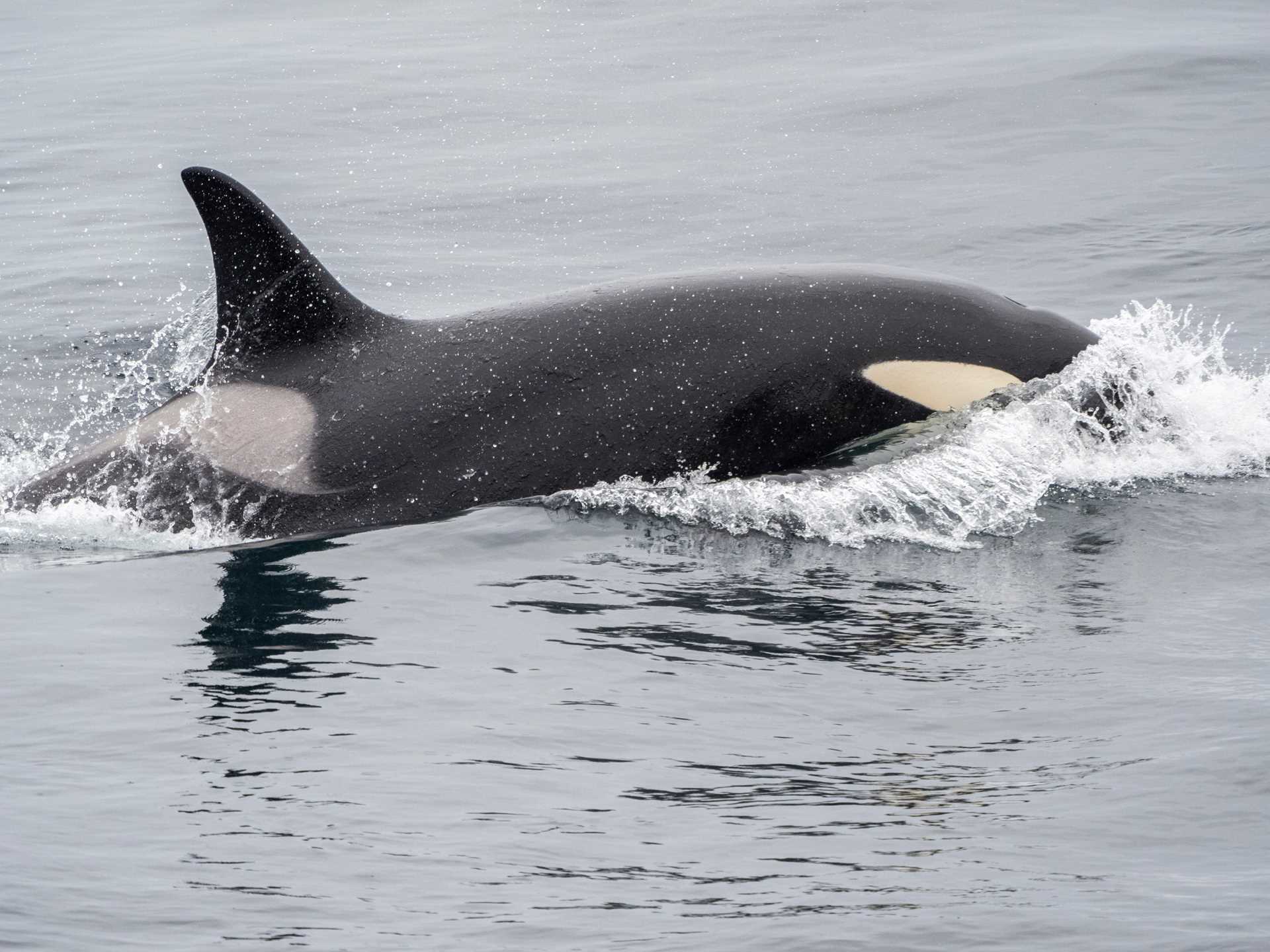 Killer whales in Tromso, Norway