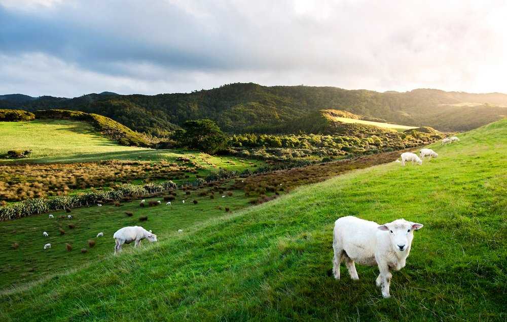 New Zealand Landscape and sheep.jpg