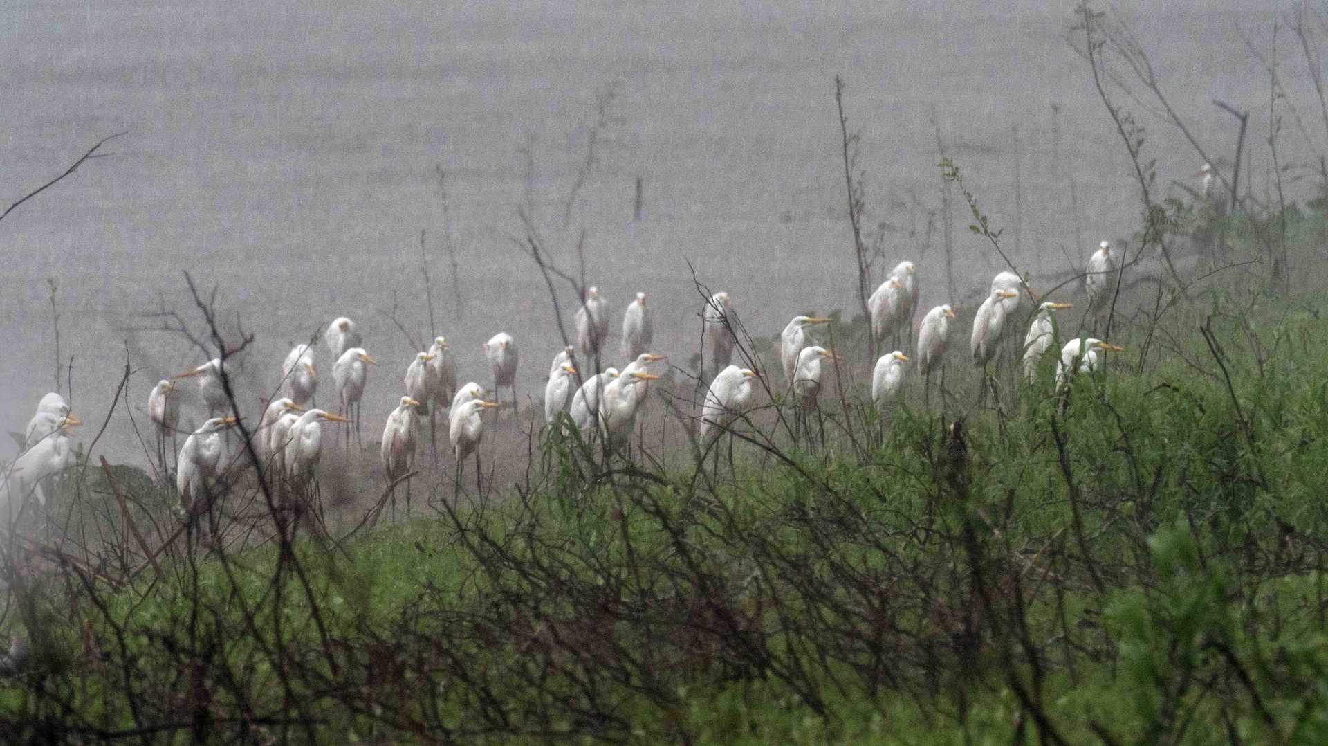 dozens of white egrets