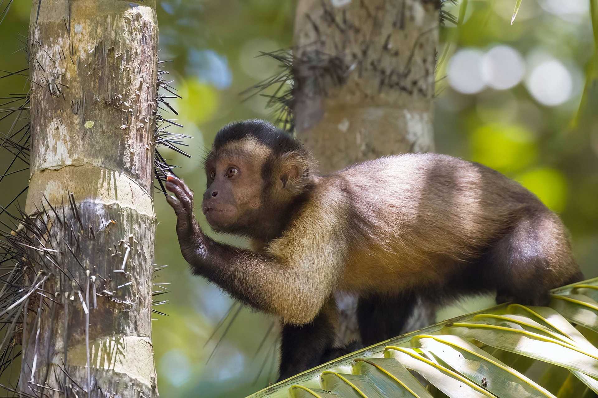 capuchin monkey