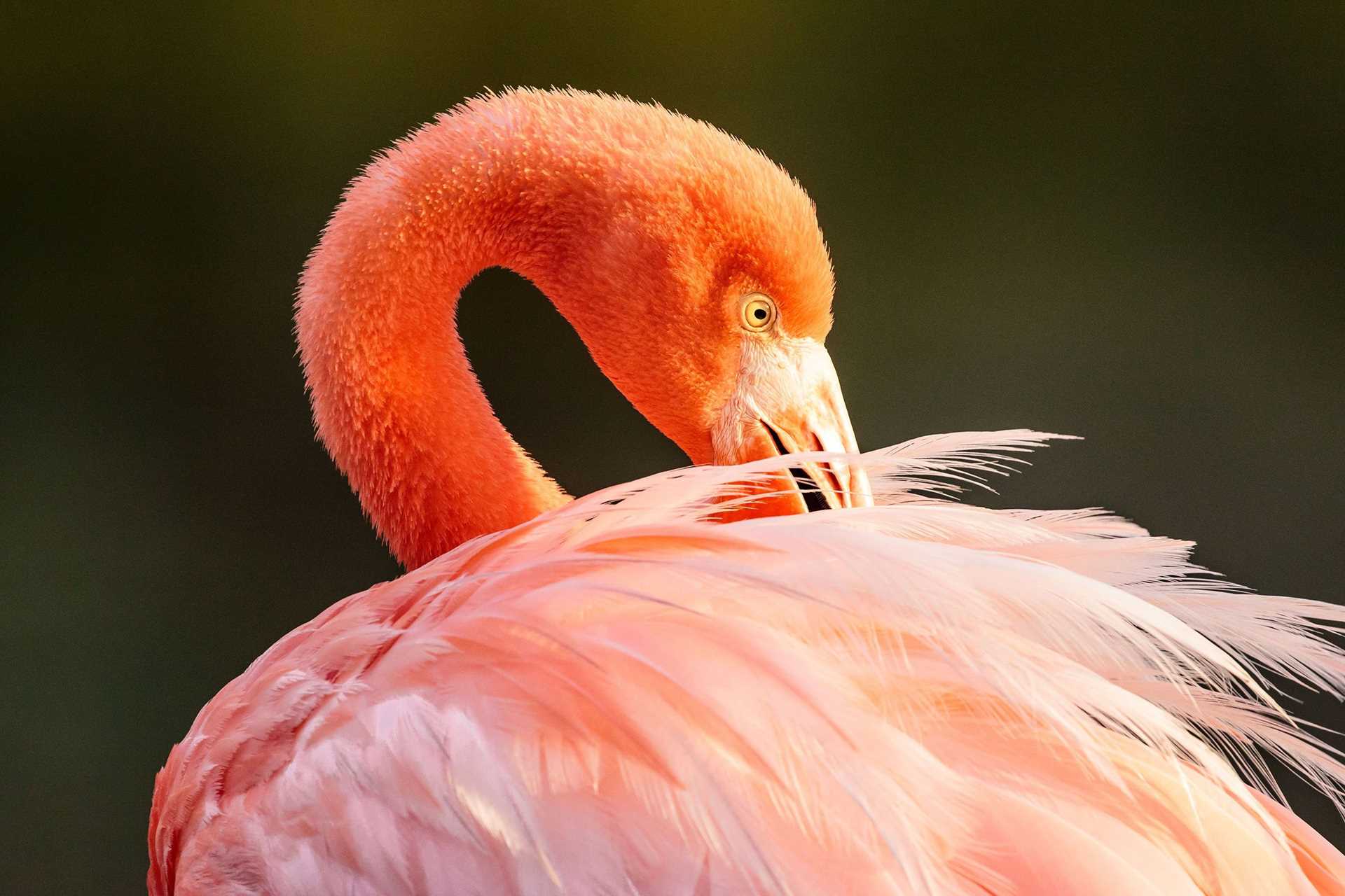 close up of flamingo