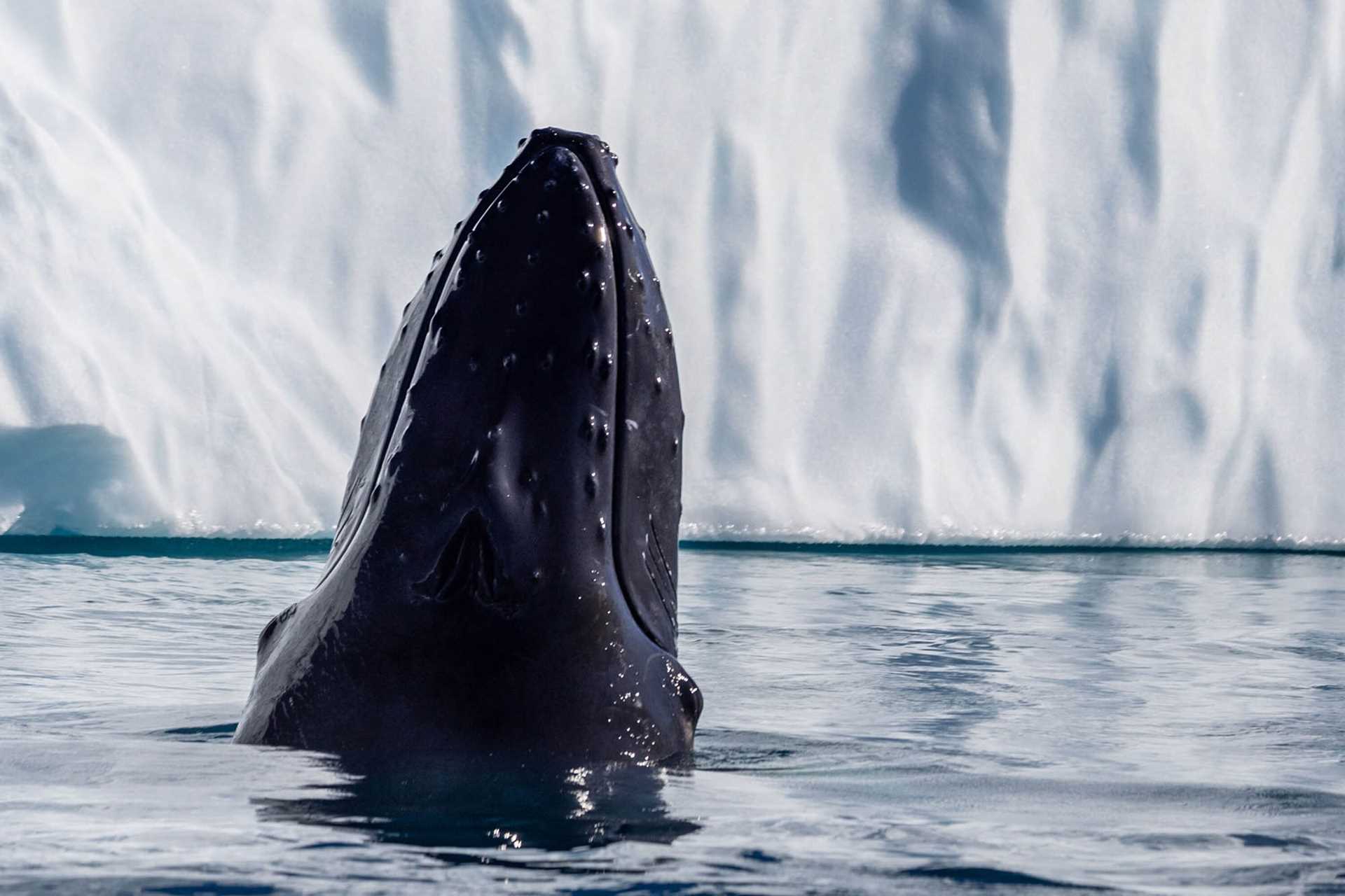 humpback whale