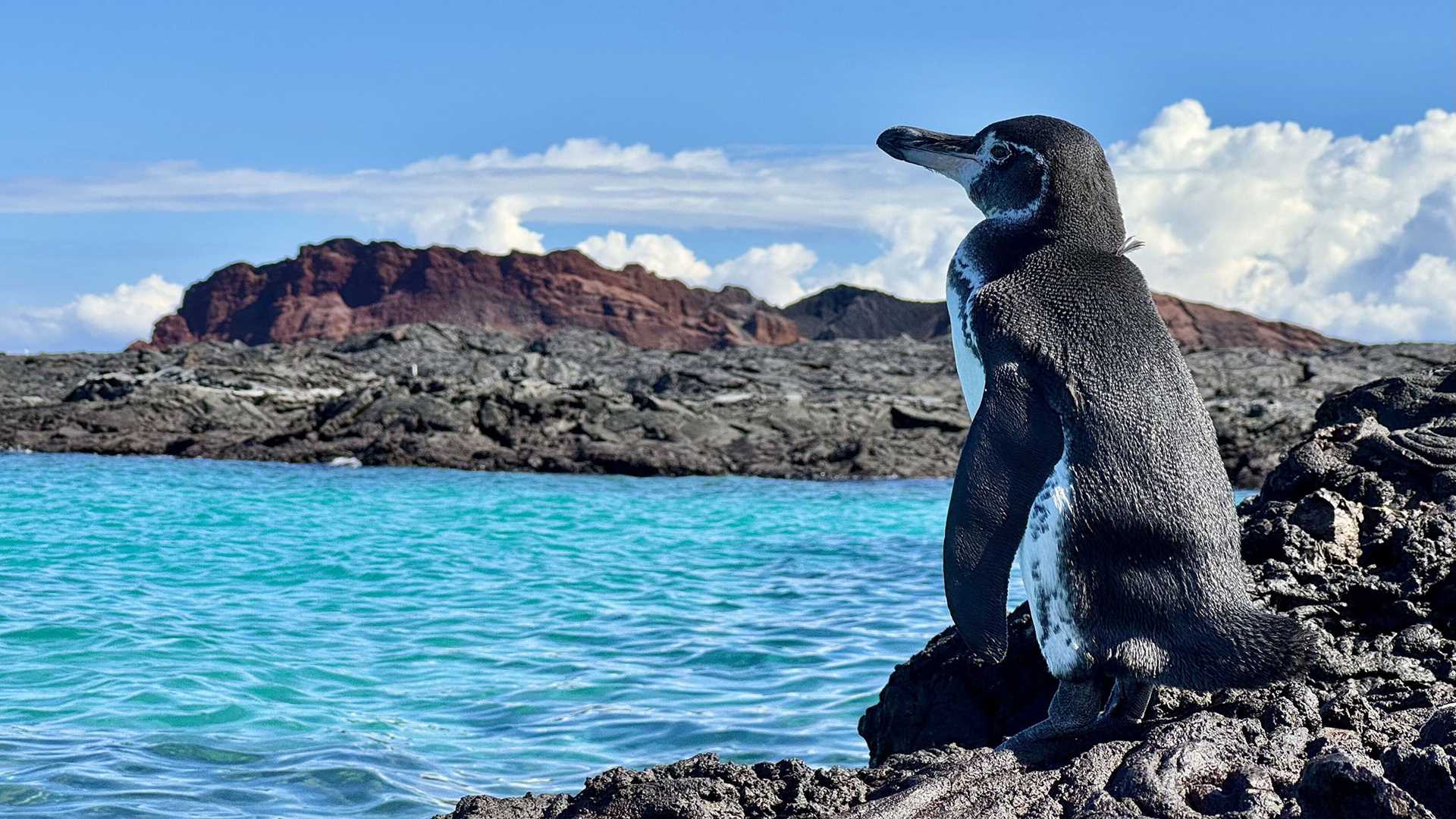 Galapagos penguin