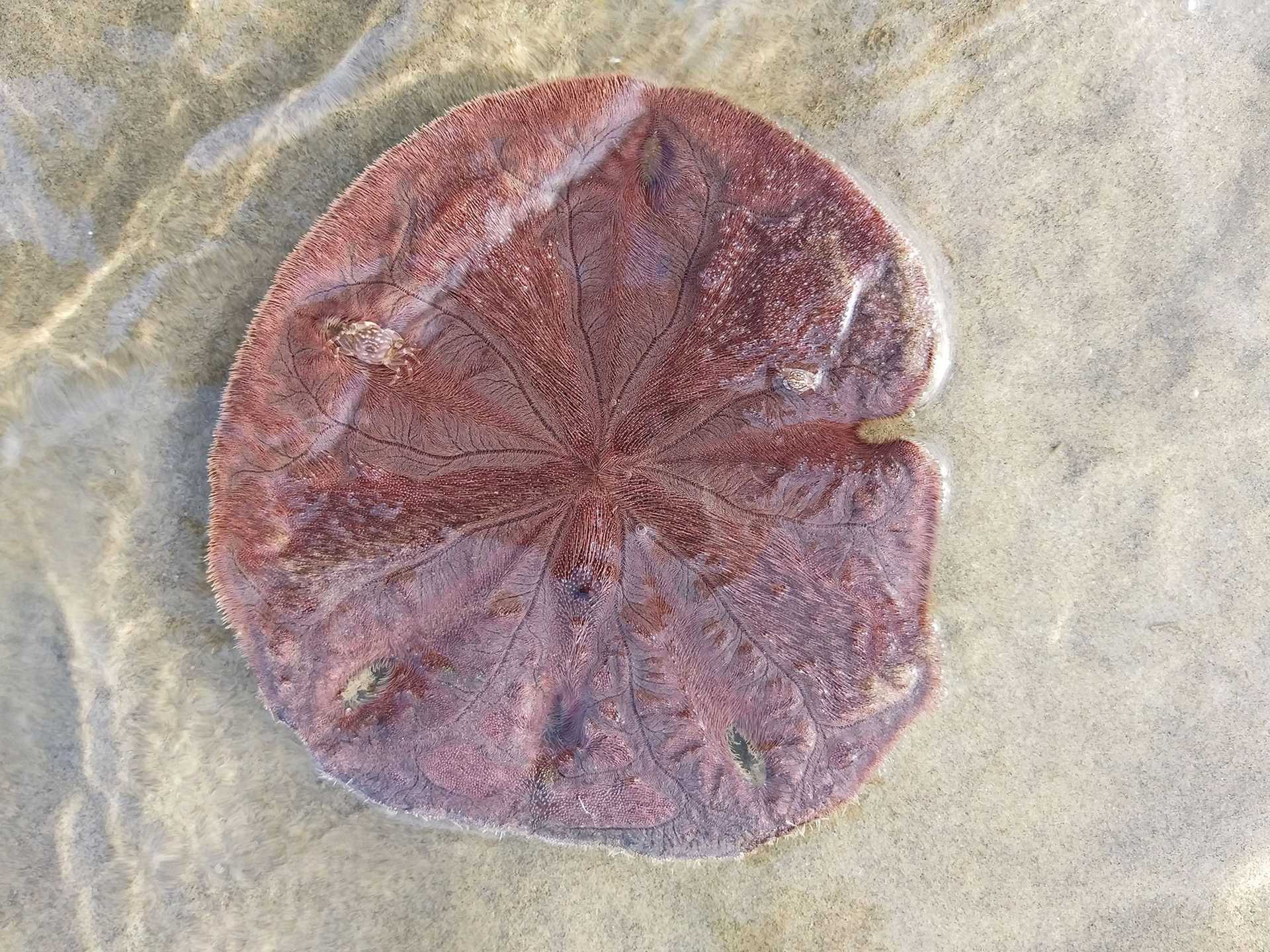 sand dollar with tiny crabs crawling on it