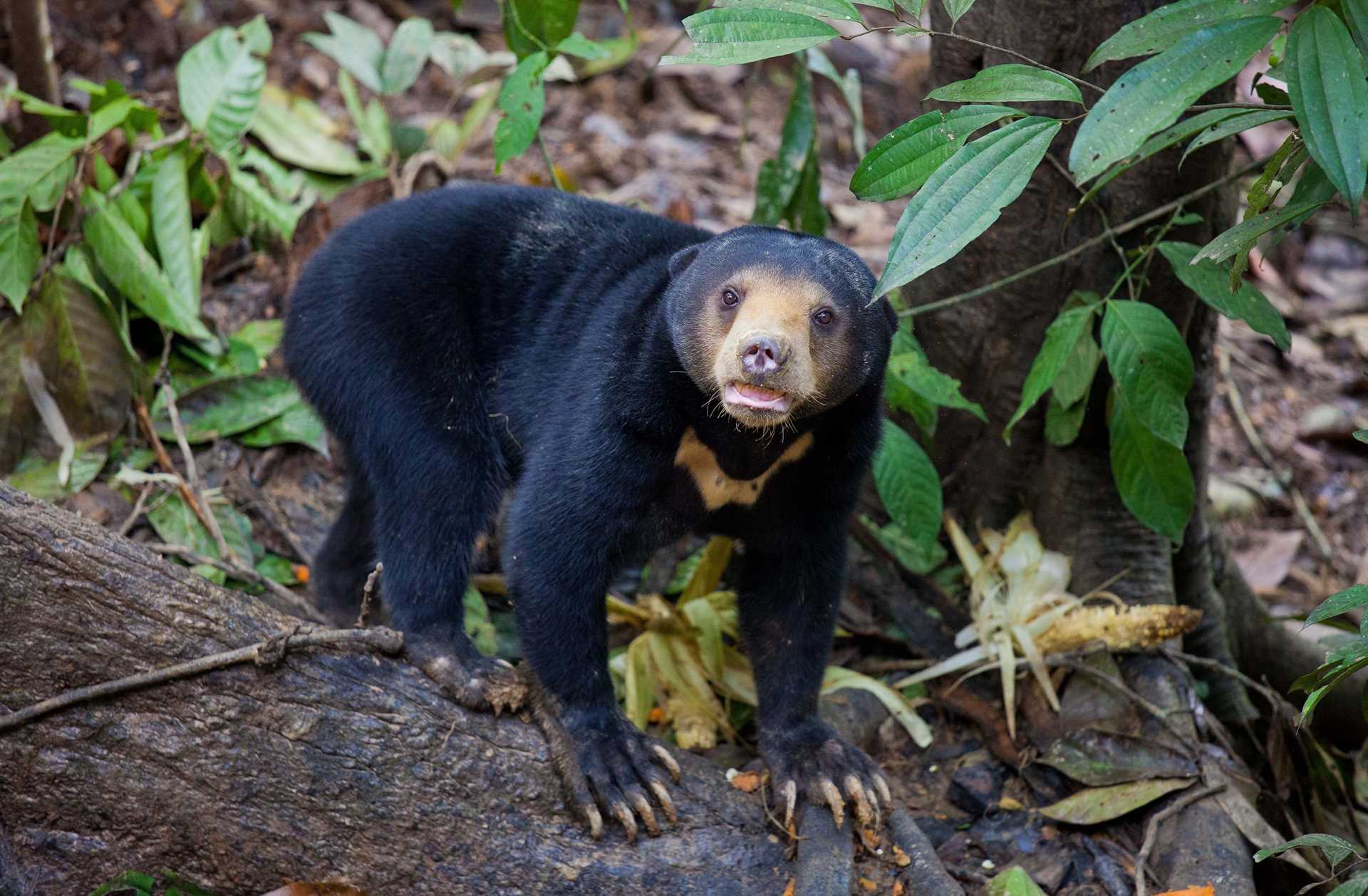 The sun bear, native to Southeast Asia is the smallest species of bear