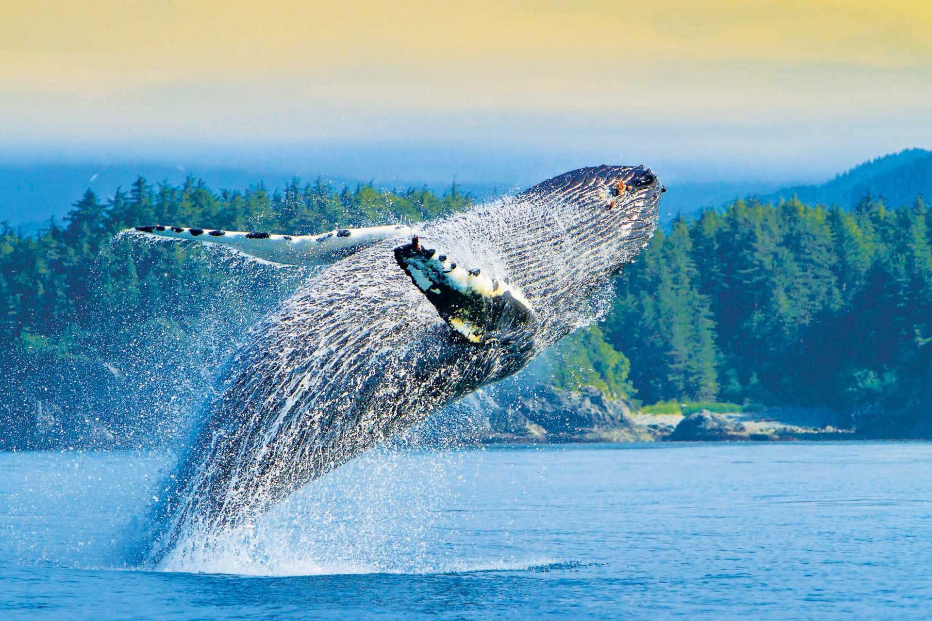 Breaching Humpback whale in the Inian Islands, Alaska.