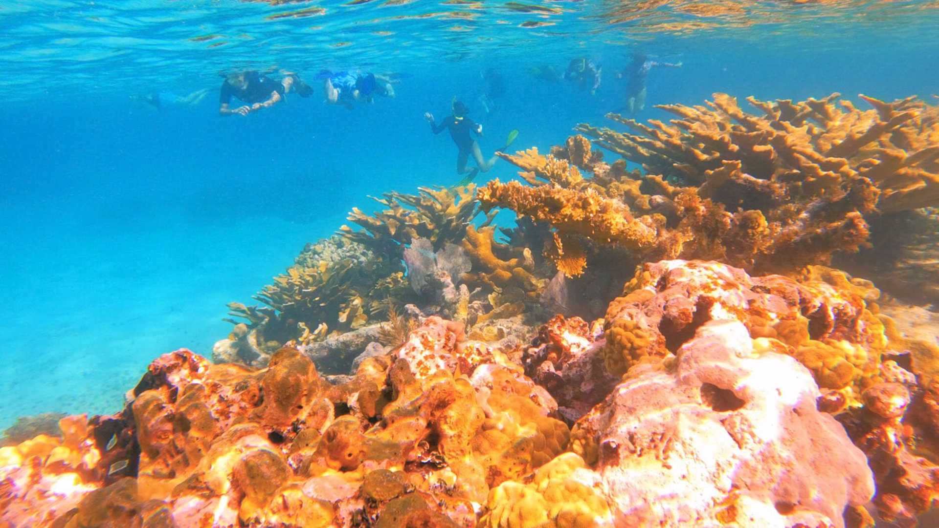 bright orange corals with snorkelers observing in the background