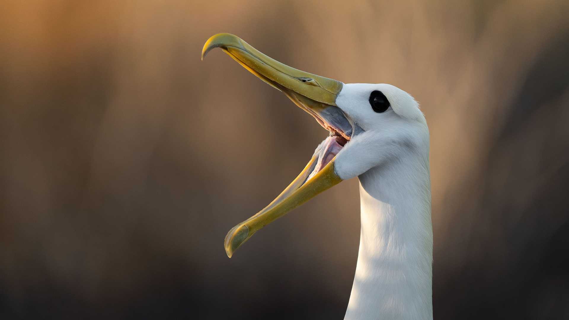 waved albatross with its bill open