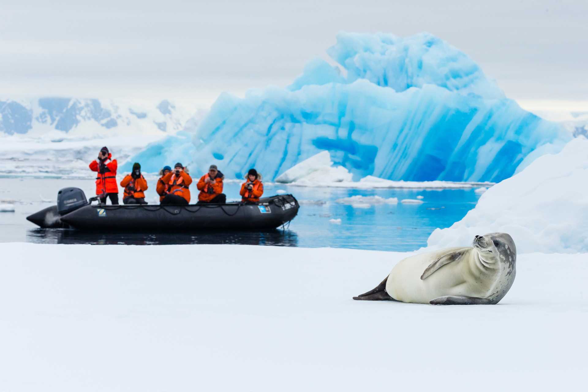 Five guests and a naturalist in a Zodiac photograph a crabeater seal lounging on pack ice off Fish Island.