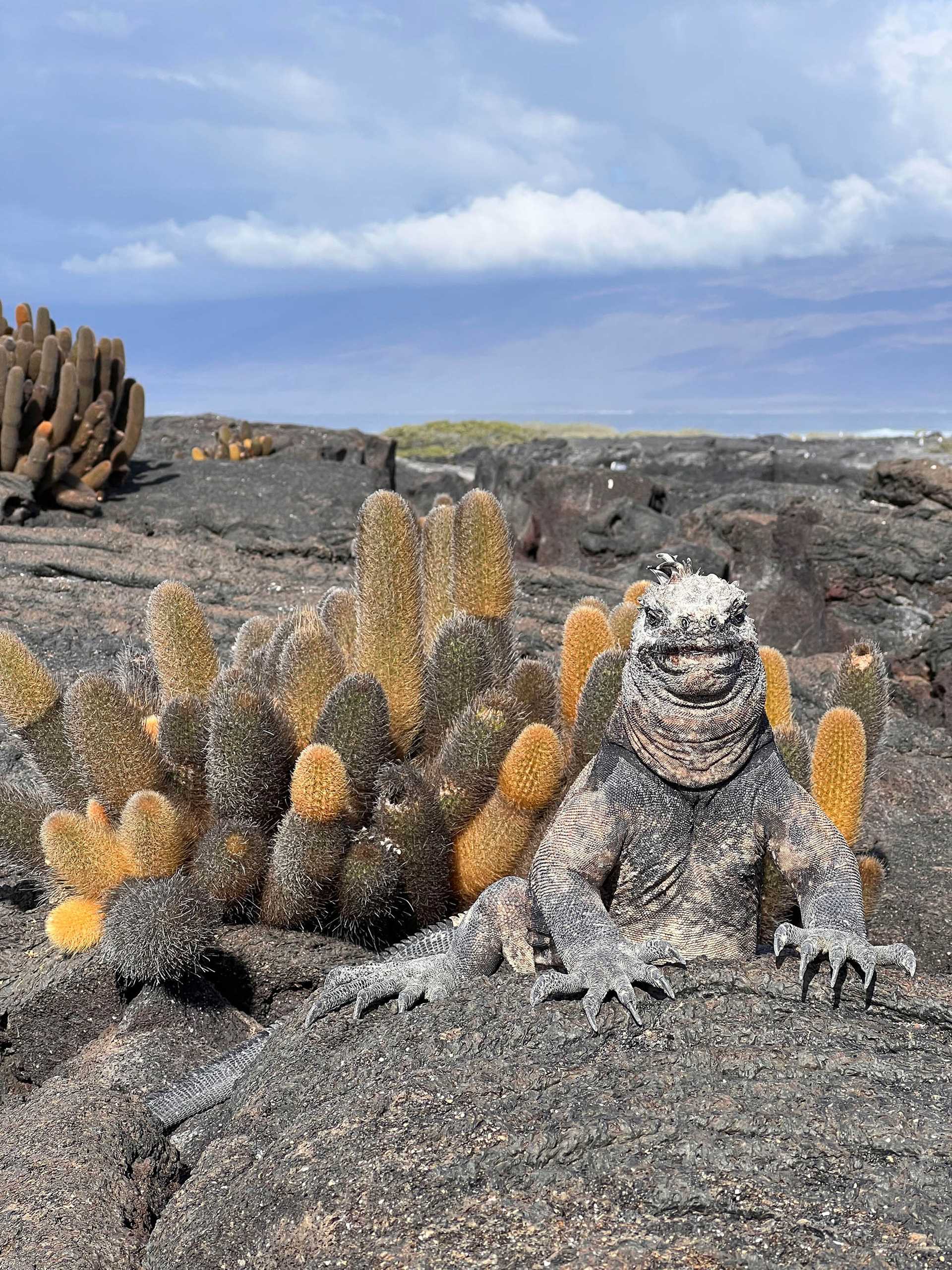 marine iguana staring at the camera