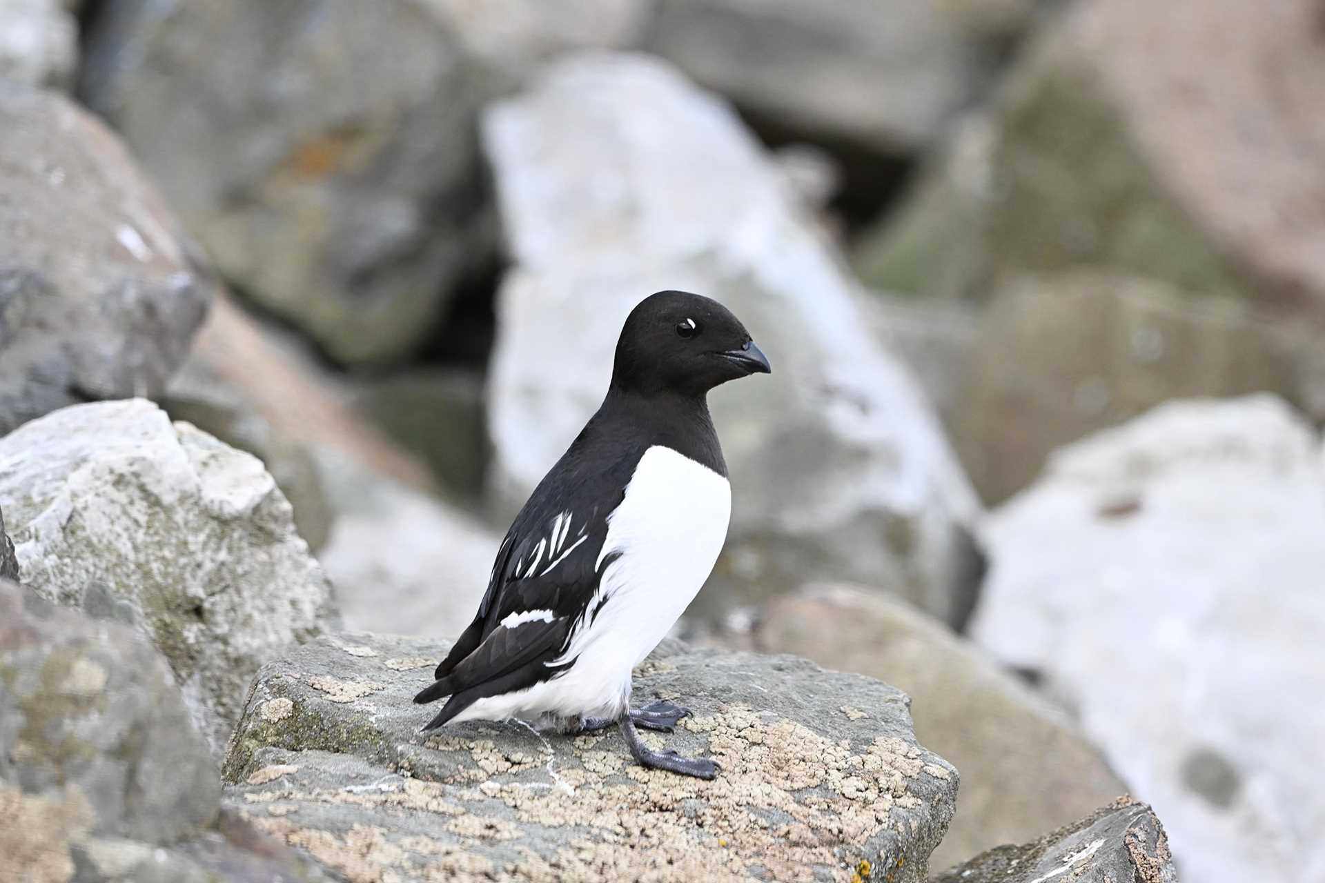 little auk