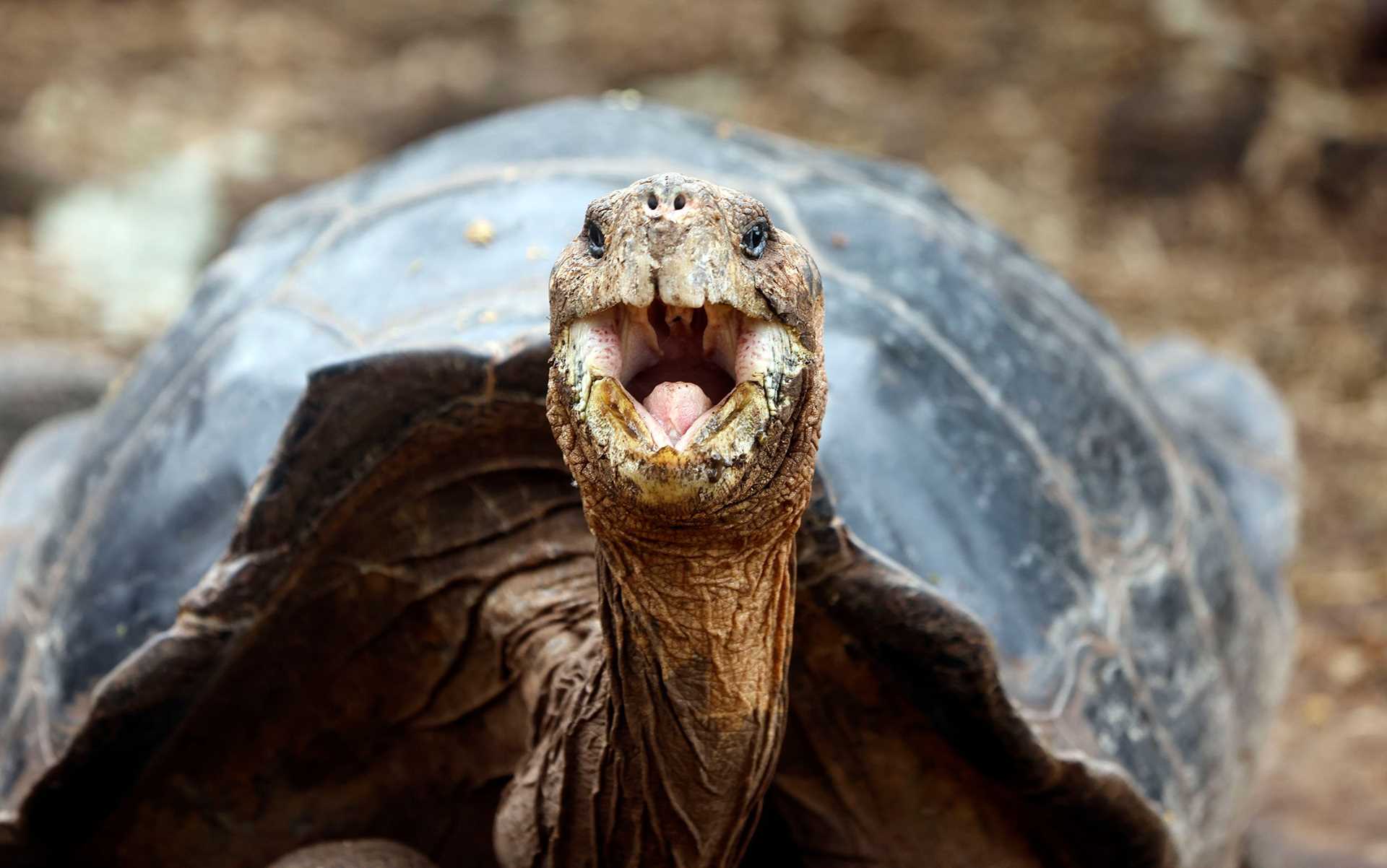 a tortoise faces the camera with its mouth open