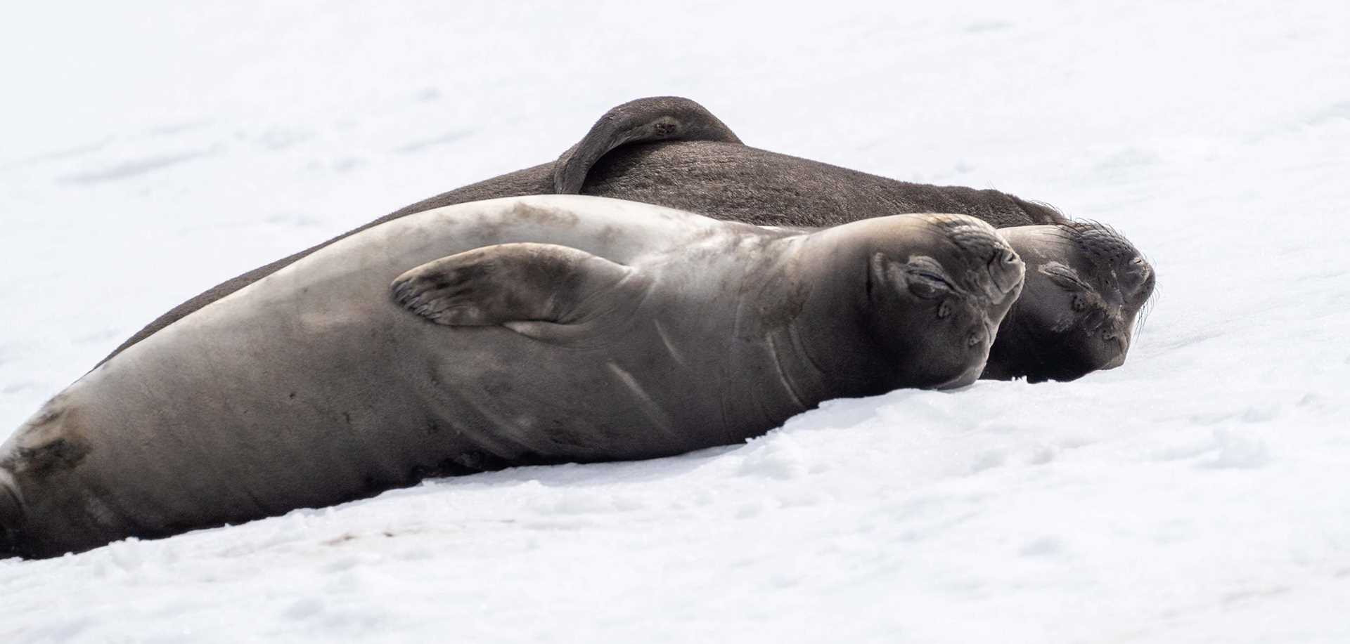 juvenile elephant seals on snow