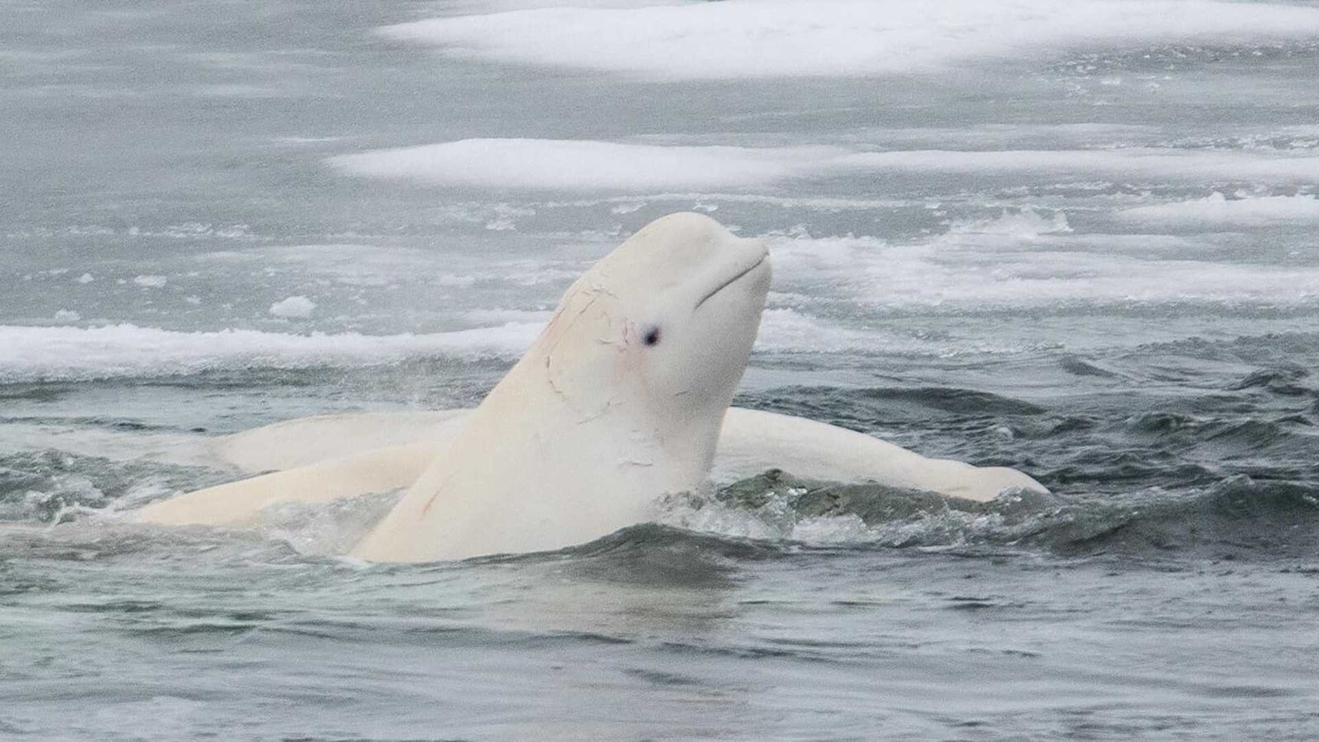 beluga whale