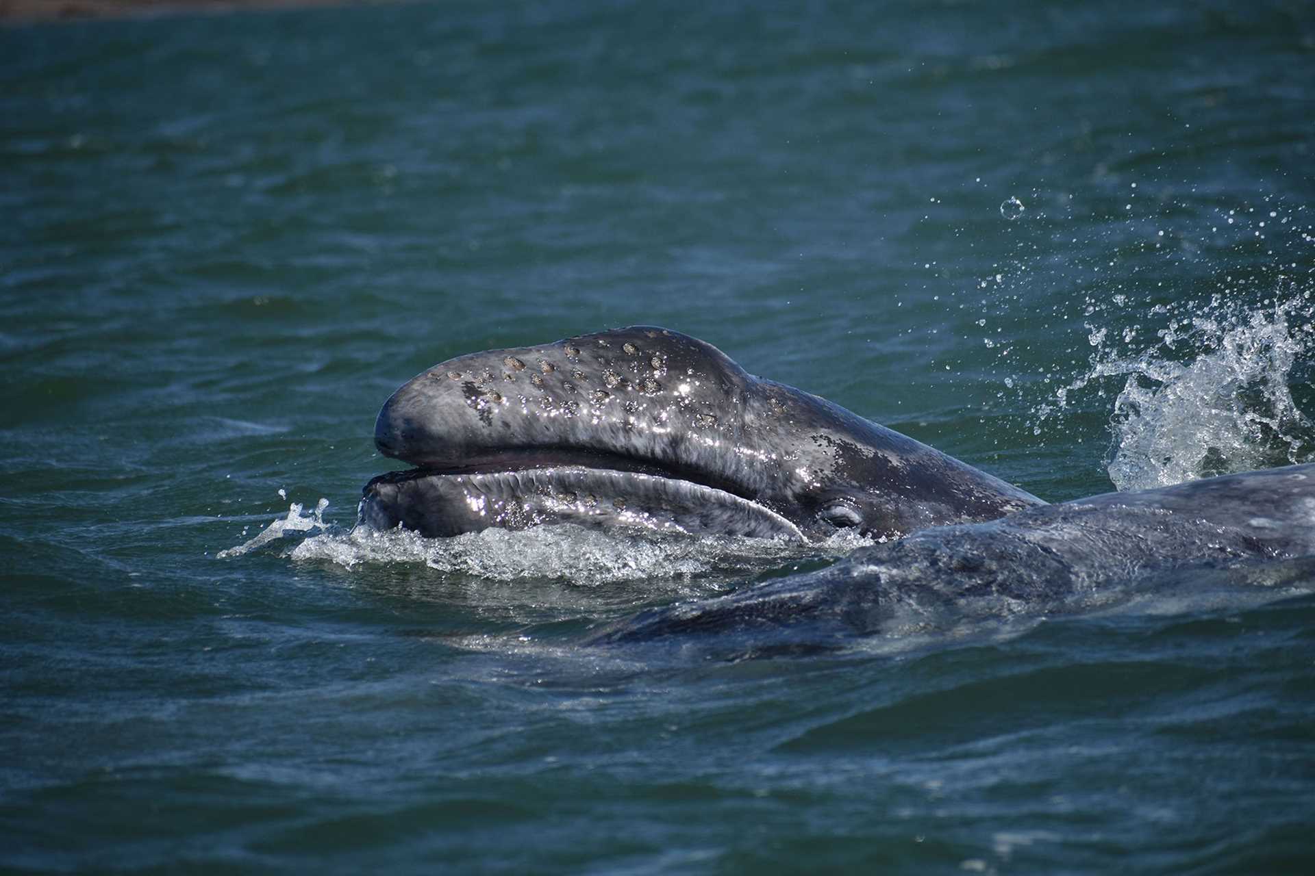 whale calf