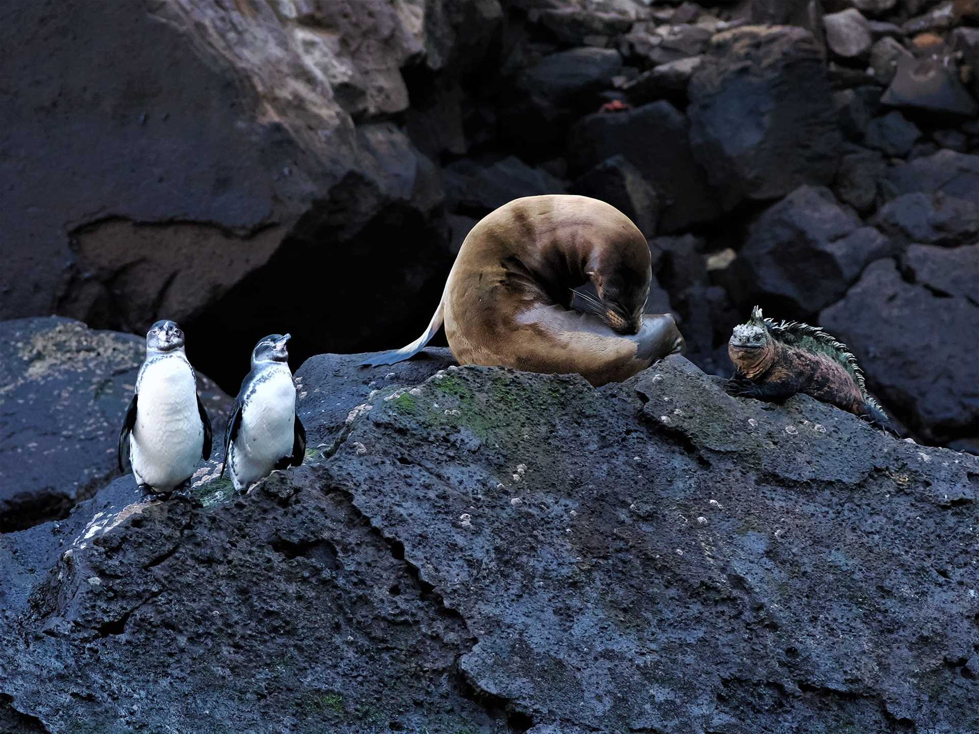penguin, sea lion, and iguana