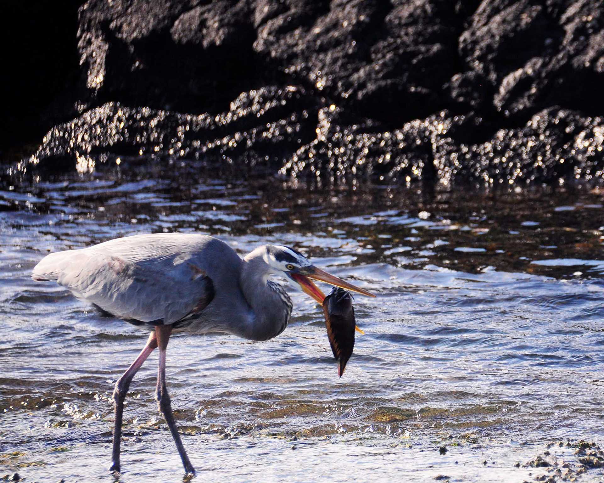 great blue heron