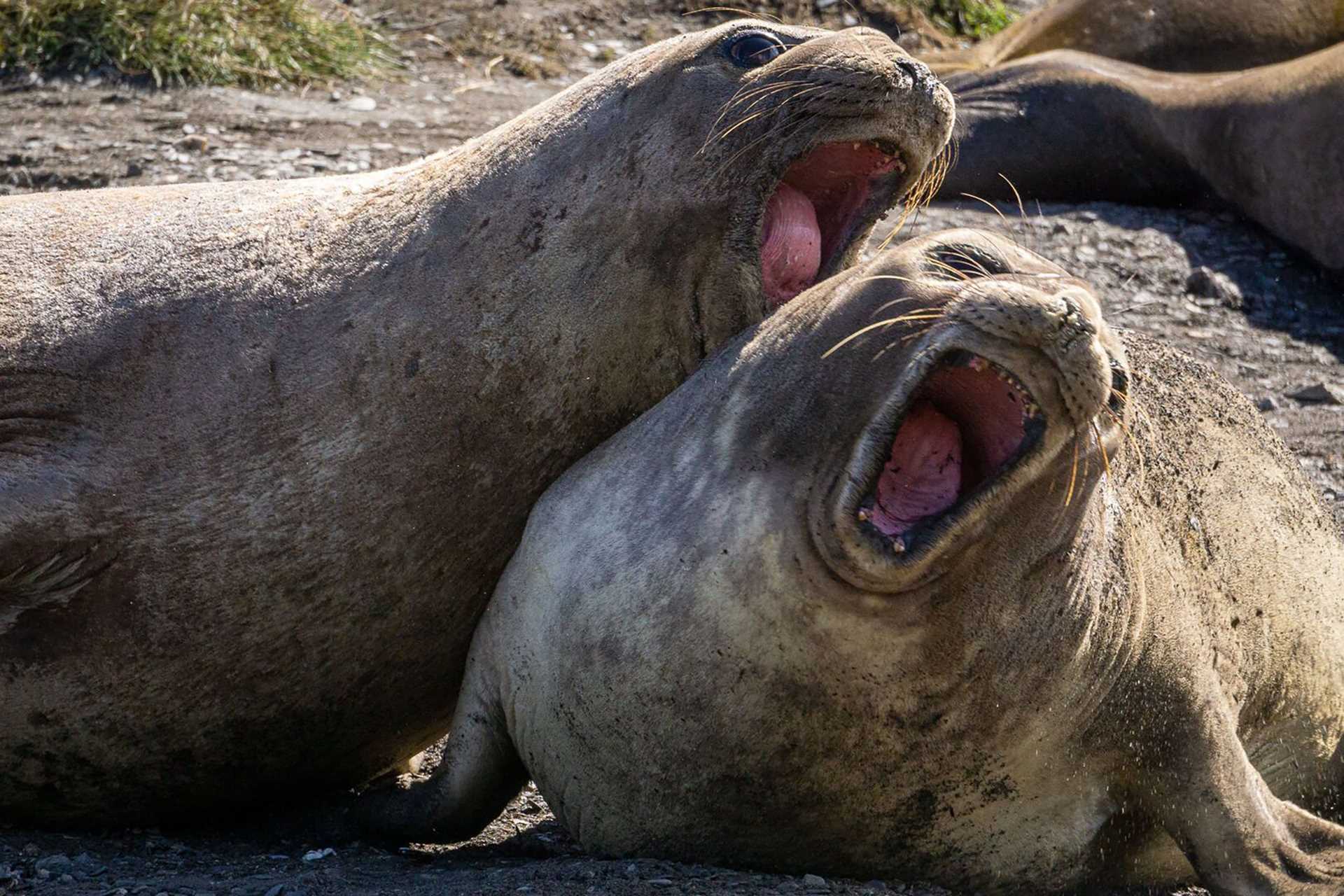 two elephant seals