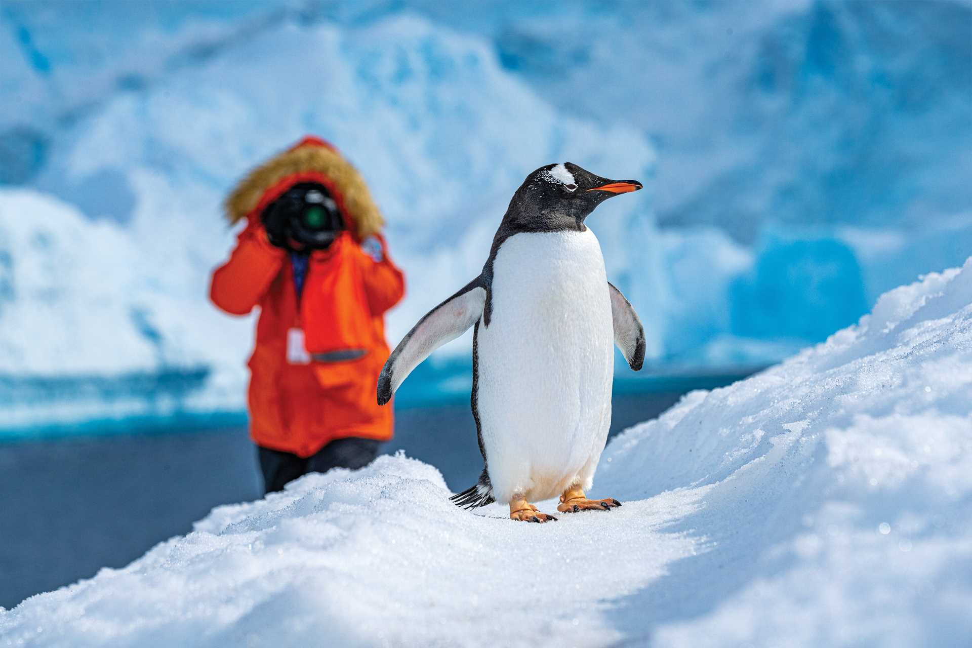 A traveler photographs a gentoo penguin walking on pack ice.